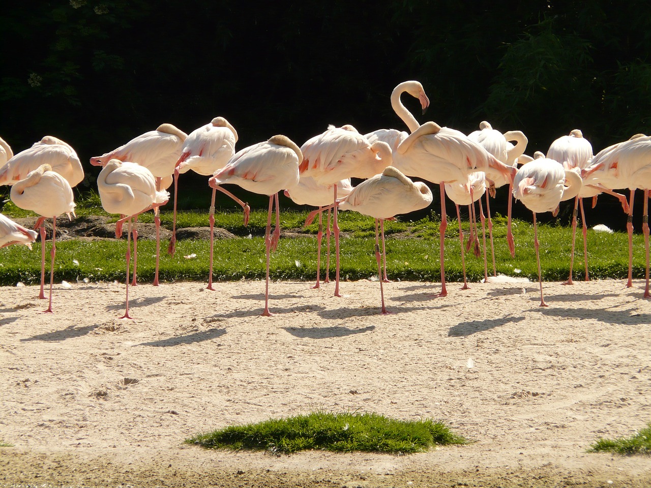Flamingos, Paukščiai, Rožinis, Kojos, Stiebas, Plumėjimas, Padaras, Gyvūnas, Fauna, Nemokamos Nuotraukos