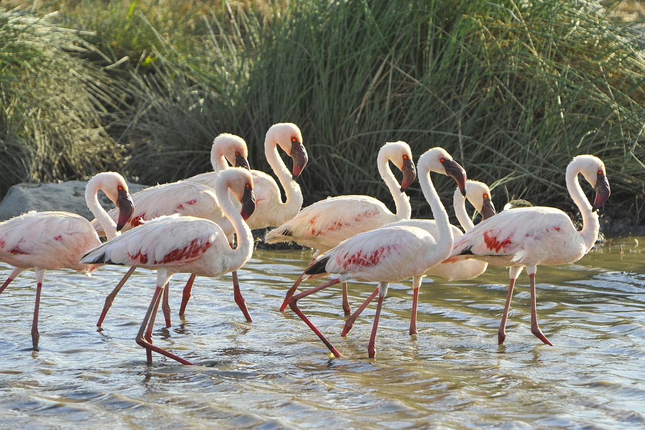 Flamingos,  Paukščiai,  Laukiniai,  Laukinė Gamta,  Egzotiškas,  Vanduo,  Dykuma,  Afrika,  Serengeti,  Tanzanija
