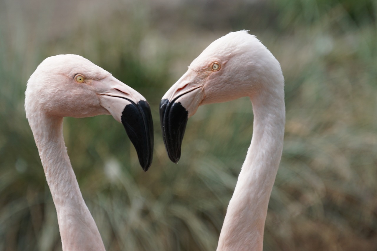 Flamingos, Jaunas, Vandens Paukštis, Nemokamos Nuotraukos,  Nemokama Licenzija