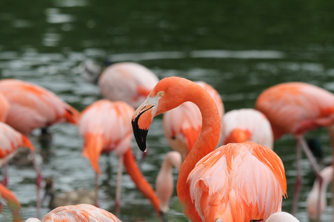 Flamingos, Paukščiai, Rožinis, Paukštis, Zoologijos Sodas, Sąskaitą, Rožinis Flamingas, Nemokamos Nuotraukos,  Nemokama Licenzija
