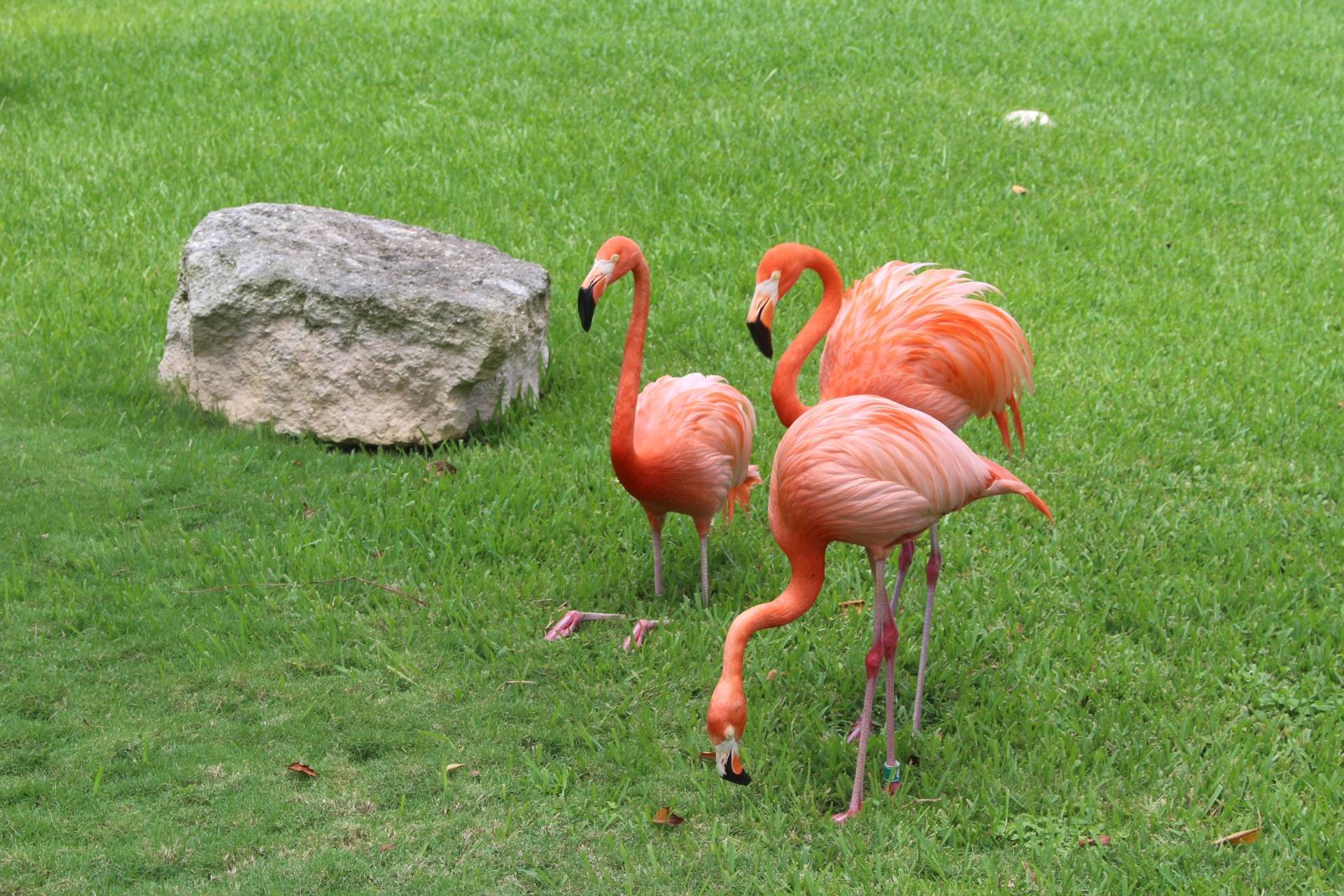 Flamingo,  Flamingos,  Flamingos Meksikoje, Nemokamos Nuotraukos,  Nemokama Licenzija