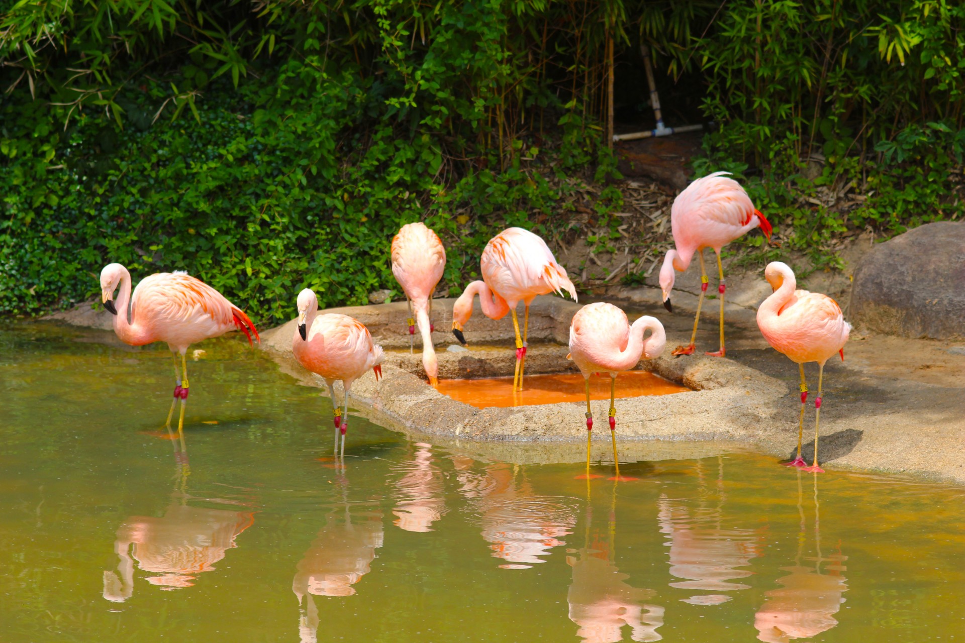 Zoologijos Sodas,  Flamingos,  Gyvūnai,  Paukščiai,  Dideli & Nbsp,  Paukščiai,  Flamingos Vandenyje, Nemokamos Nuotraukos,  Nemokama Licenzija