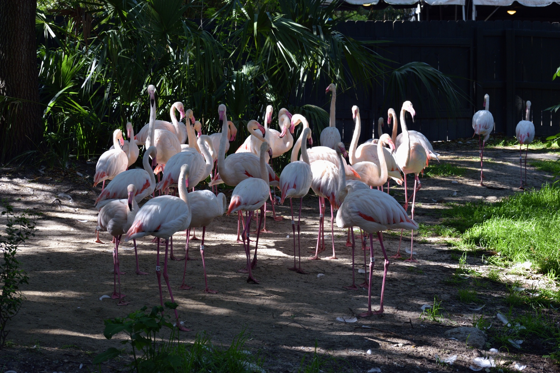 Flamingos,  Paukštis,  Paukščiai,  Grožis,  Gyvūnas,  Lauke,  Rožinis,  Laukinė Gamta,  Laukiniai,  Phoenicopterus