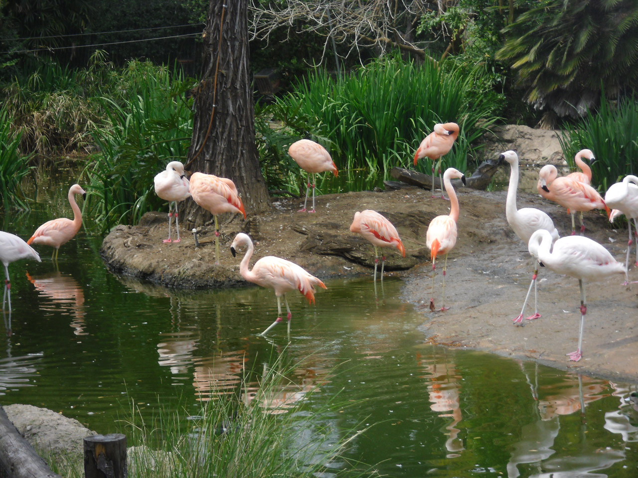 Rožinis,  Flamingos,  Paukščiai,  Purvinas,  Retro,  Dekoracijos,  Flamingas, Nemokamos Nuotraukos,  Nemokama Licenzija