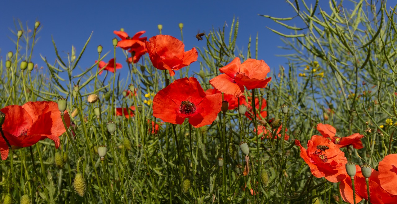 Flanders Aguonų,  Raudona,  Žiedas,  Žydi,  Bud,  Raudona Aguonos,  Aguona,  Gėlė,  Aguonos Kapsulėje,  Bičių