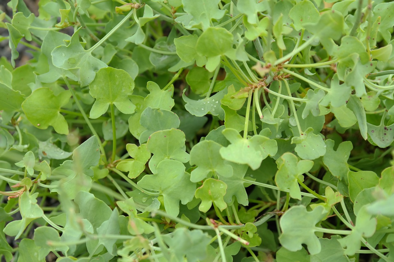 Plokščios Lapinės Petražolės, Petražolės, Petroselinum Crispum, Hossein, Peterle, Padmanabha, Petro Žalia, Šilkas, Umbelliferae, Apiaceae