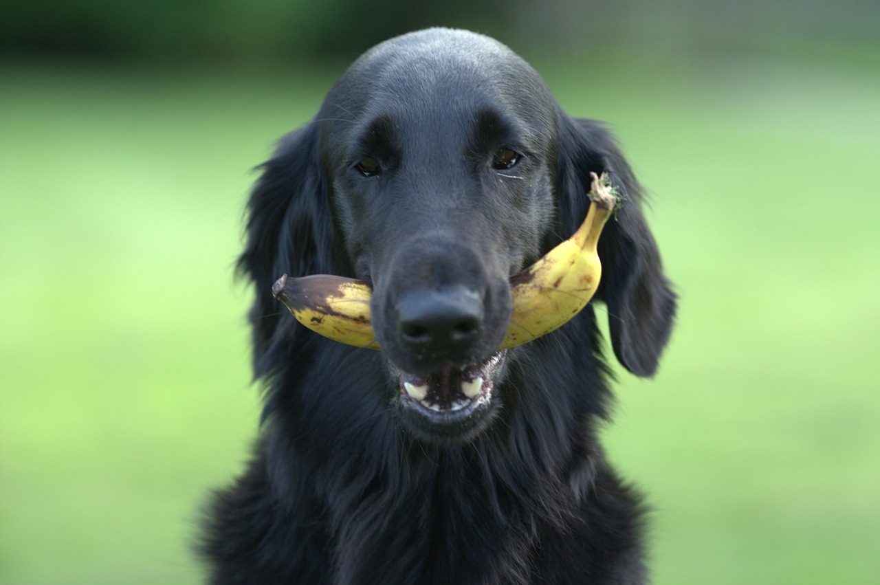 Flatcoated,  Retriveris,  Šuo,  Juodos Spalvos,  Bananų,  Vaisių,  Lauko,  Gyvūnijos,  Žinduoliai,  Gyvūnų Karalystė