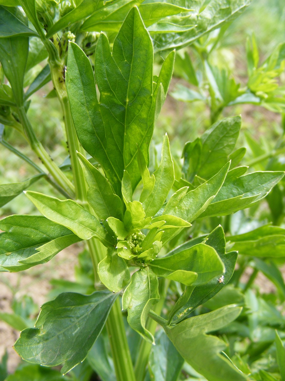 Skonio, Žalias, Levisticum, Lovage, Officinale, Maistas, Gerti, Augalai, Nemokamos Nuotraukos,  Nemokama Licenzija