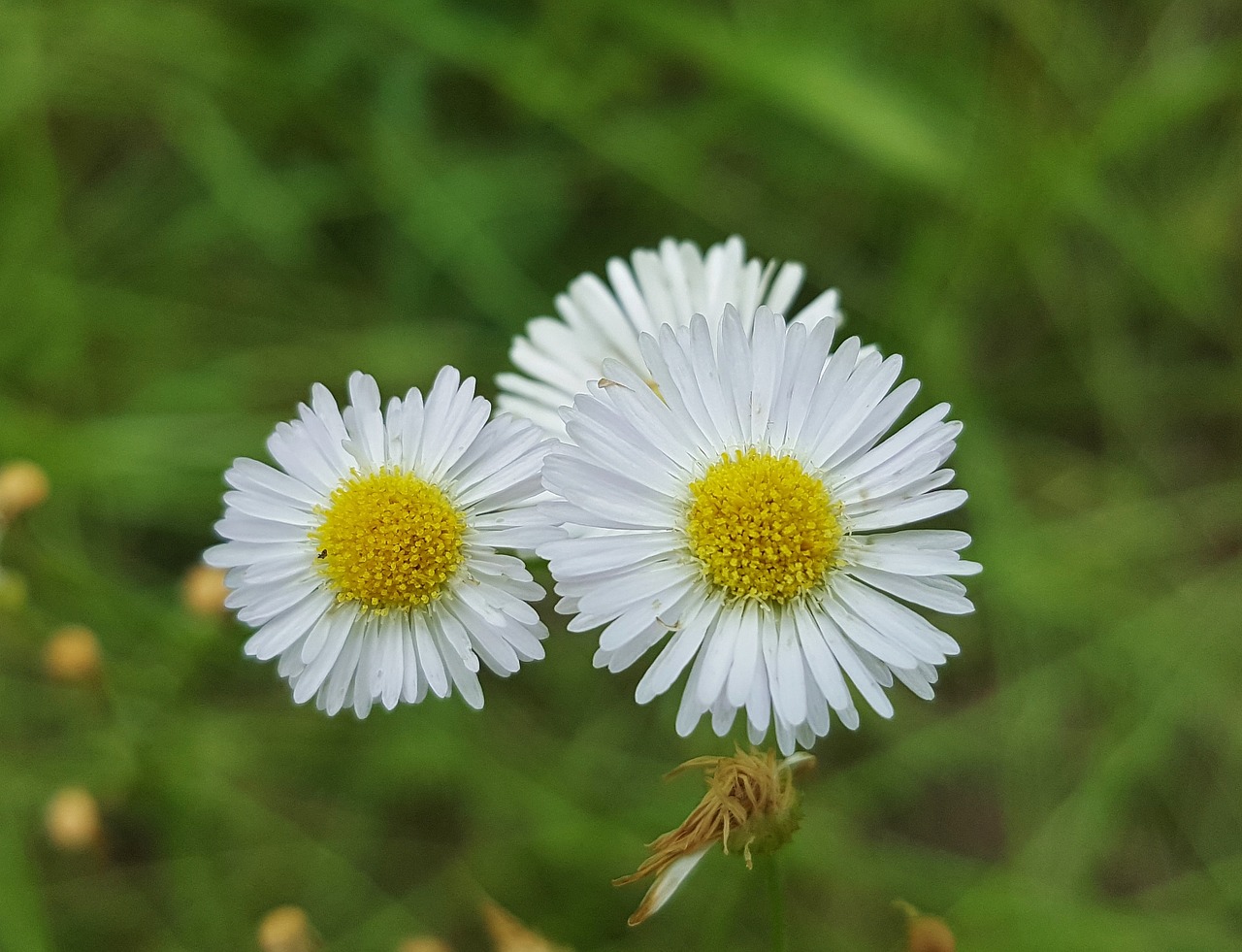 Fleabane, Gėlės, Laukinės Vasaros Spalvos, Pavasaris, Žiedlapiai, Baltos Gėlės, Balta, Flora, Gėlių, Žydėti