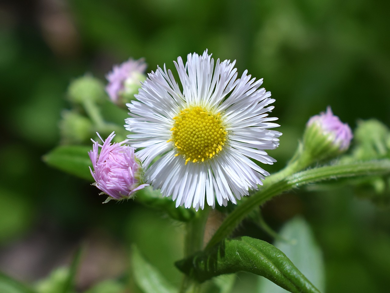 Fleabane, Wildflower, Medicinos, Gėlė, Žiedas, Žydėti, Budas, Augalas, Miškai, Miškas