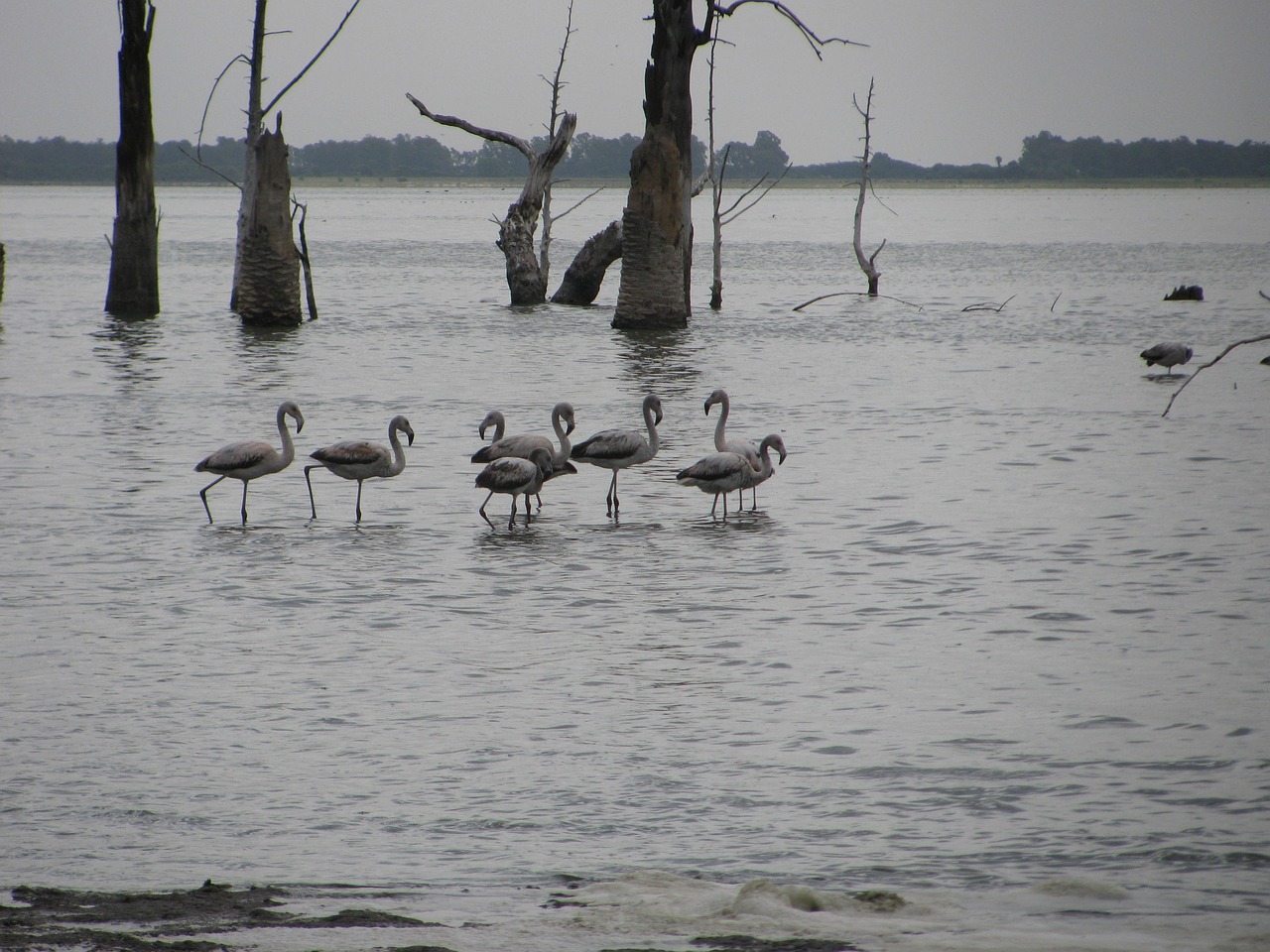 Flamandų, Laguna, Paukščiai, Miramaras, Fauna, Nemokamos Nuotraukos,  Nemokama Licenzija