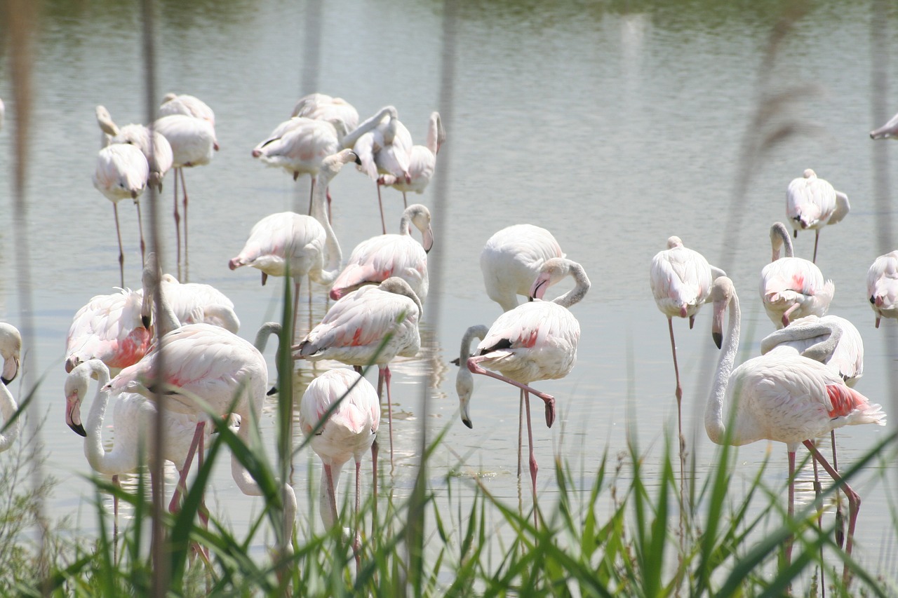 Flamandų, Rožės, Camargue, Nemokamos Nuotraukos,  Nemokama Licenzija