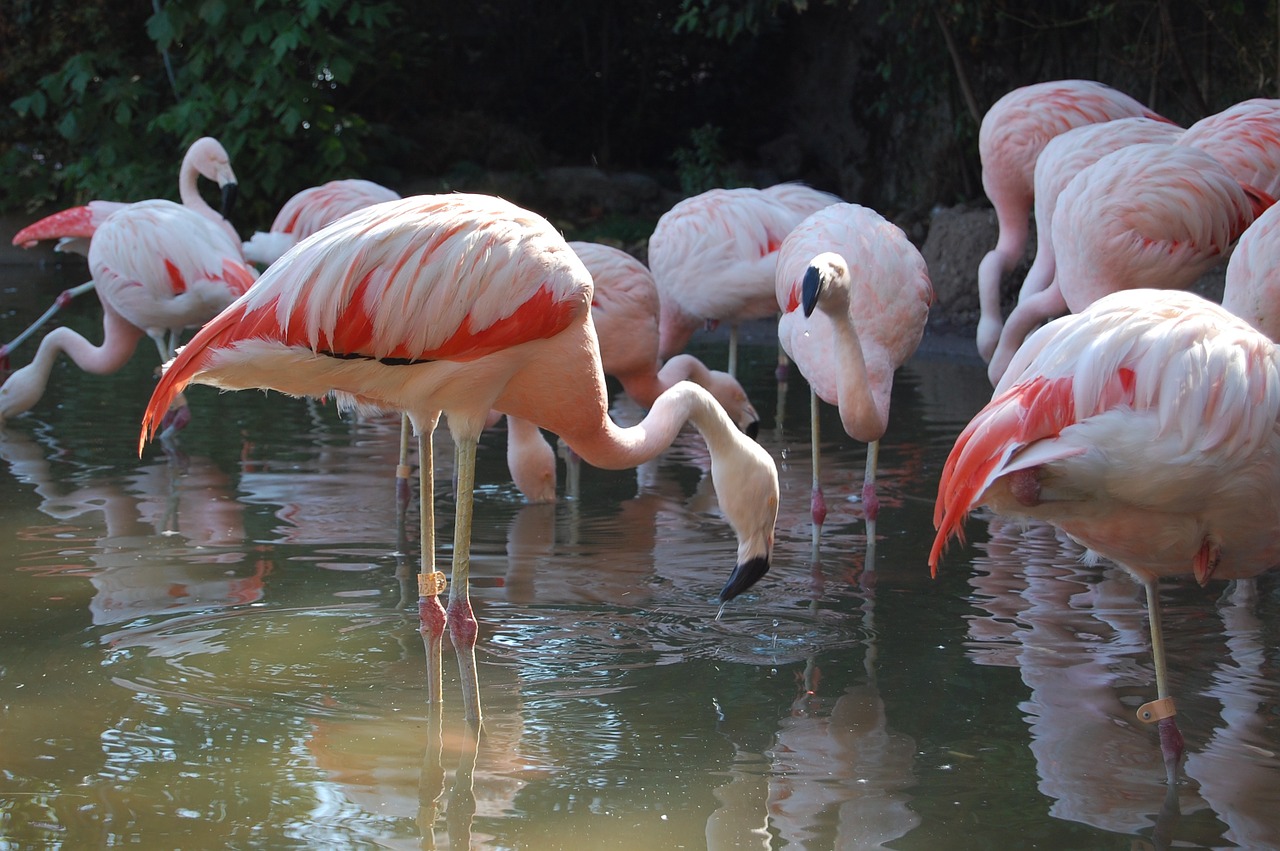 Flamandų, Zoologijos Sodas, Nemokami Gyvūnai, Nemokamos Nuotraukos,  Nemokama Licenzija