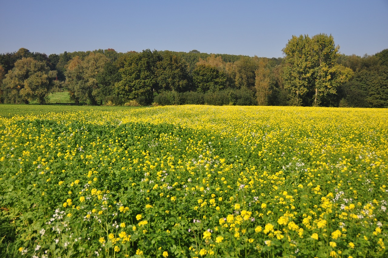 Flamandų Ardennos, Flanders, Belgija, West-Flanders, Kraštovaizdis, Nemokamos Nuotraukos,  Nemokama Licenzija