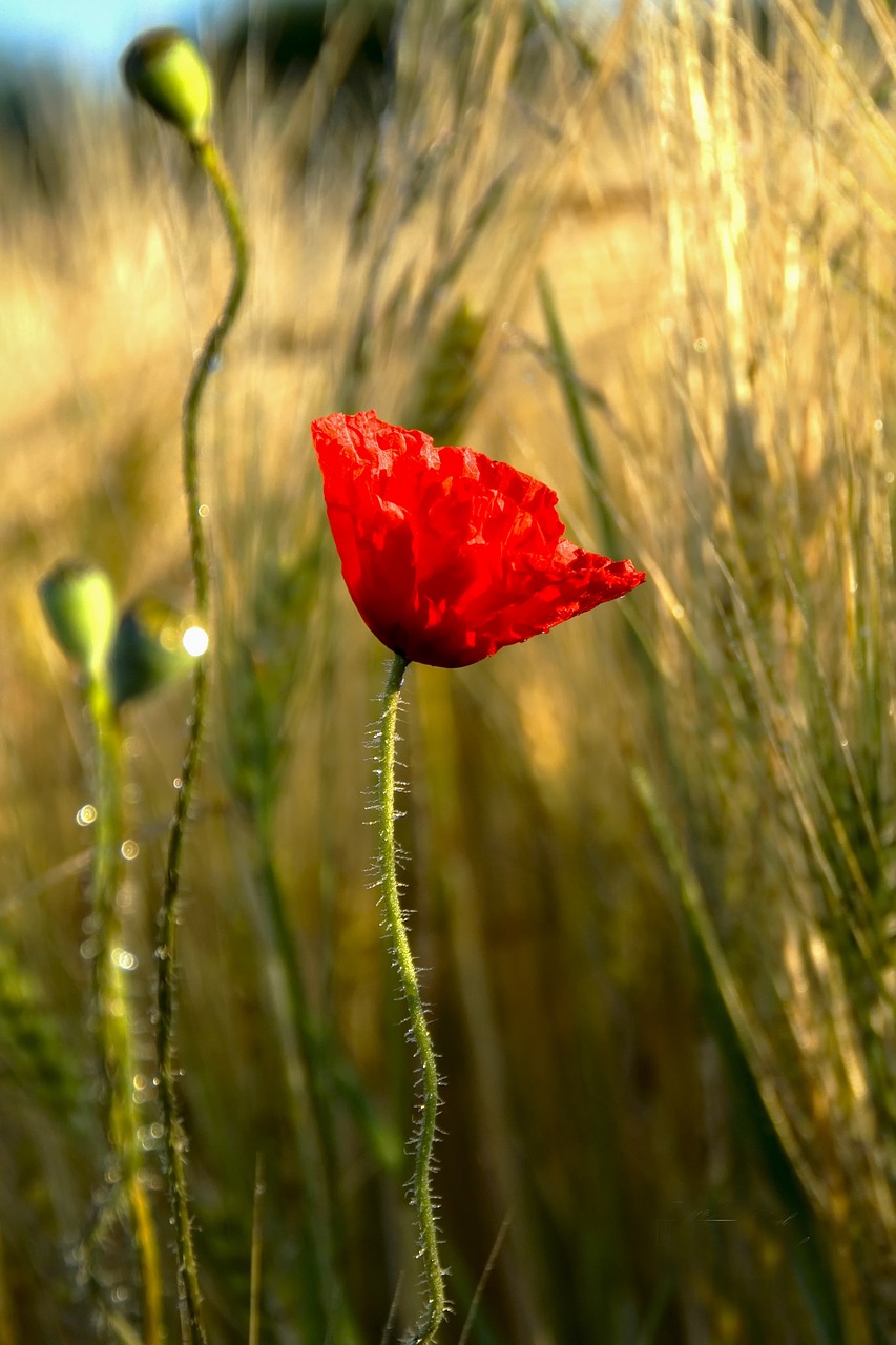 Fleur, Coquelicot, Fleur Rouge, Nemokamos Nuotraukos,  Nemokama Licenzija