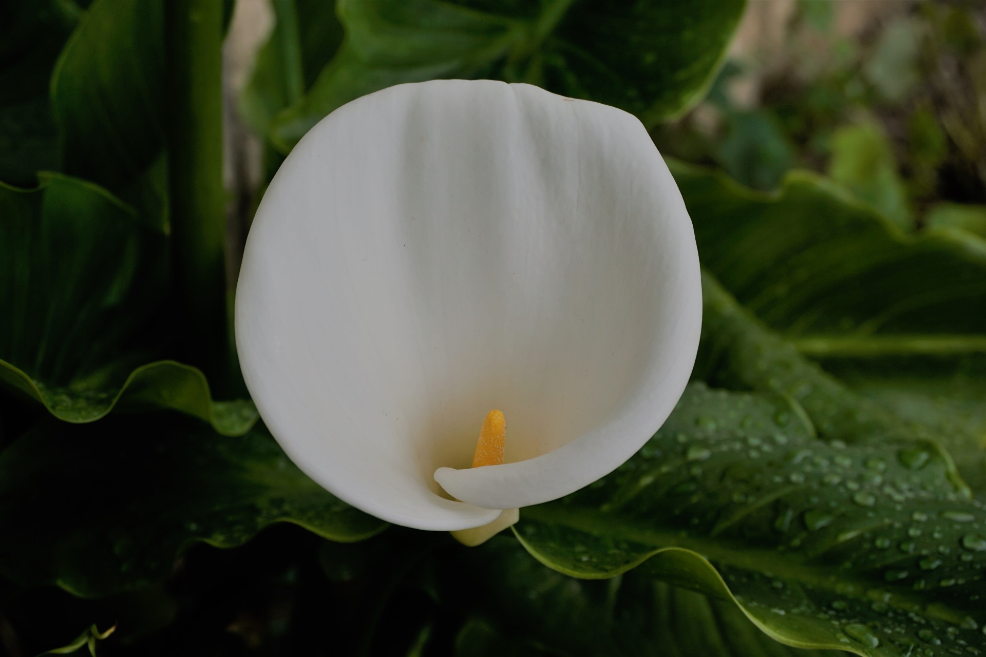 Arum,  Gėlė,  Flora,  Žydėjimas,  Botanika,  Balta & Nbsp,  Gėlė,  Gamta,  Sodas,  Gėlė Arum