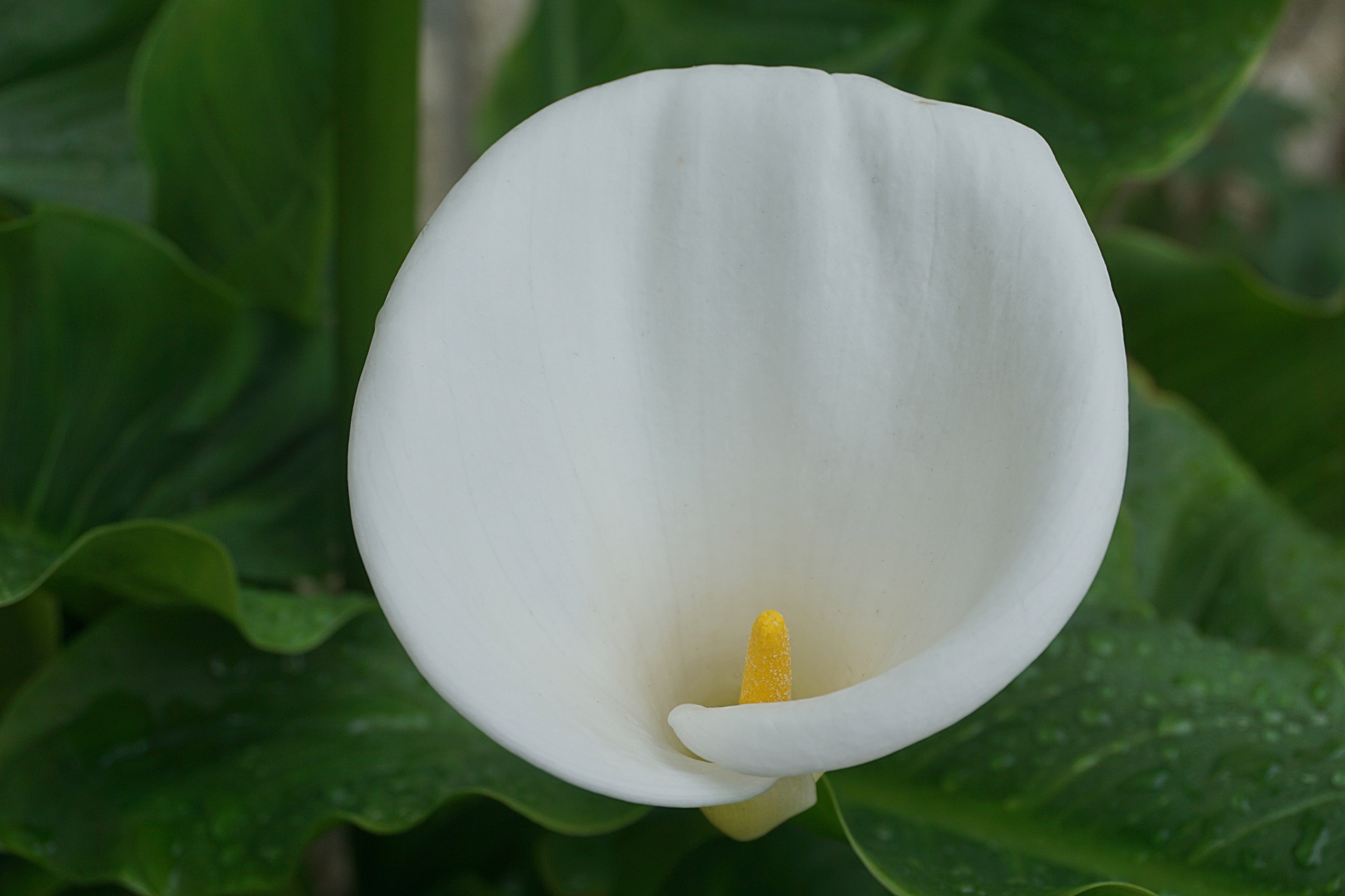 Arum,  Balta,  Žiedas,  Botanika,  Flora,  Gėlė,  Sodas,  Gamta,  Balta Gėlė Arum, Nemokamos Nuotraukos