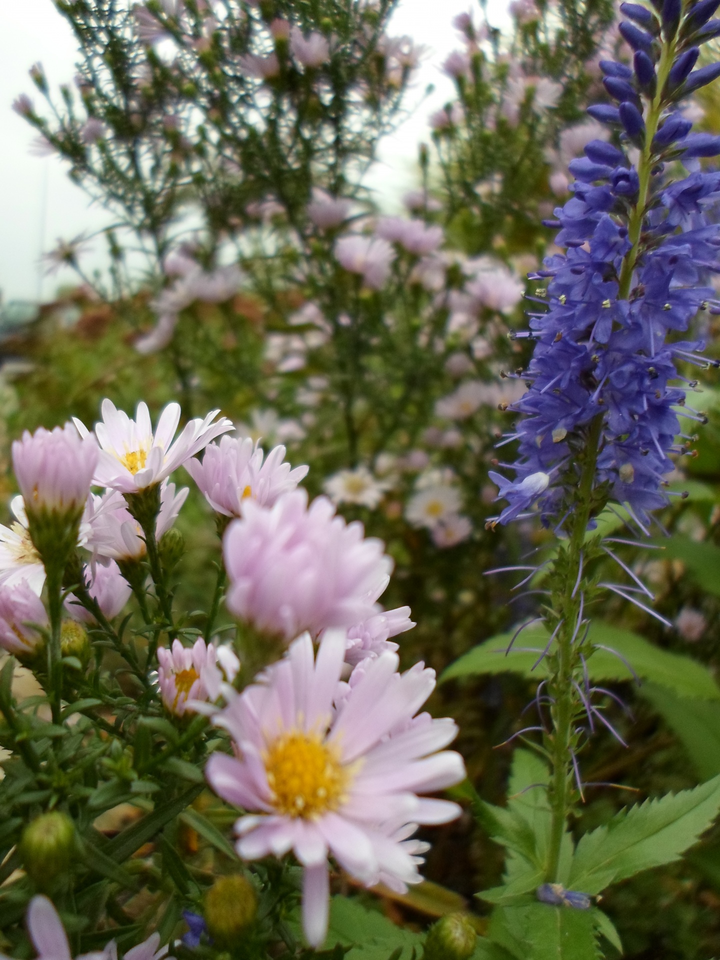 Mėlynas,  Gėlė,  Mėlynas,  Gėlė,  Balta,  Žiedlapis,  Pistil,  Stiebas,  Geltona,  Žalias