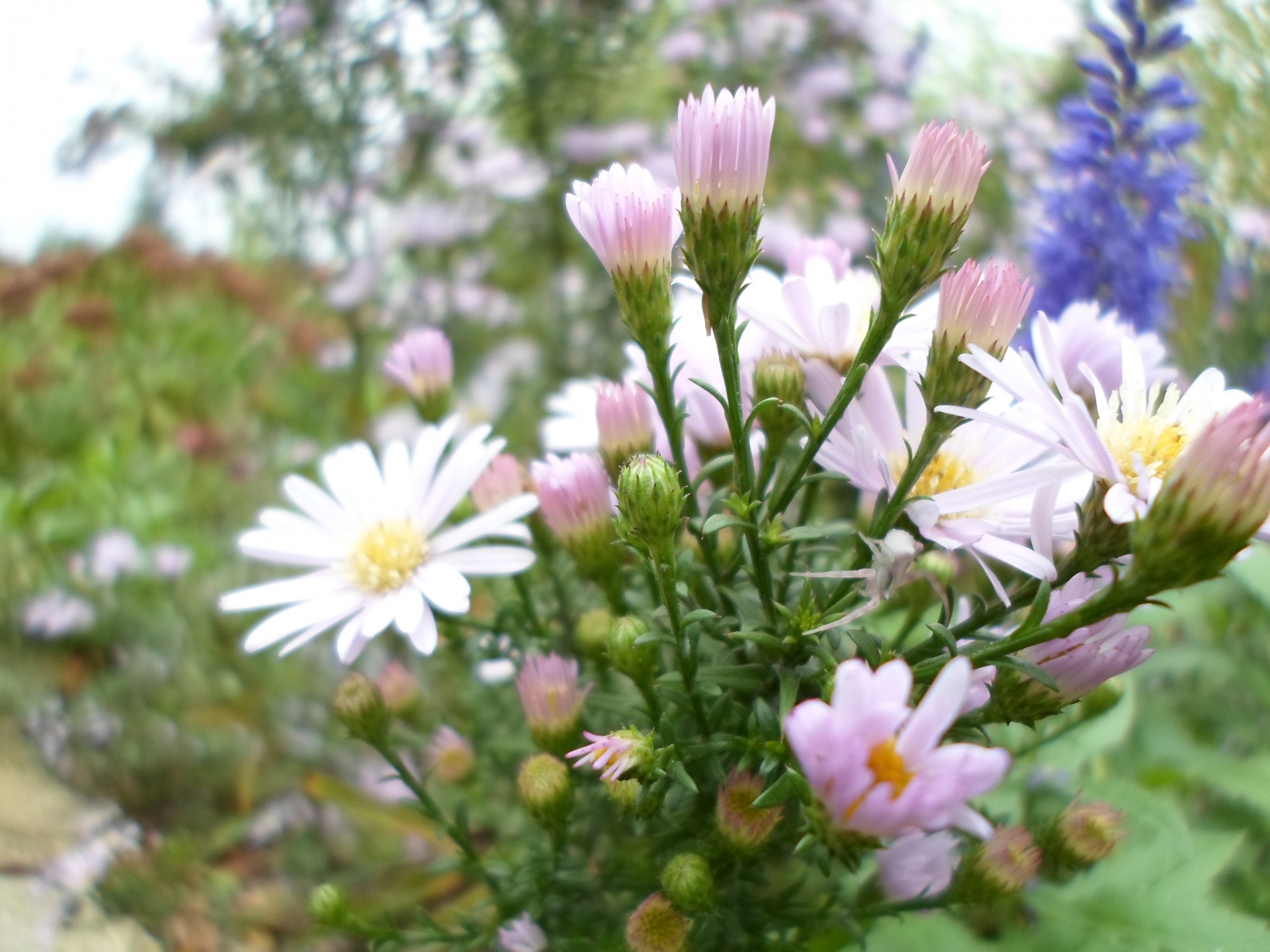 Mėlynas,  Gėlė,  Mėlynas,  Gėlė,  Balta,  Žiedlapis,  Pistil,  Stiebas,  Geltona,  Žalias