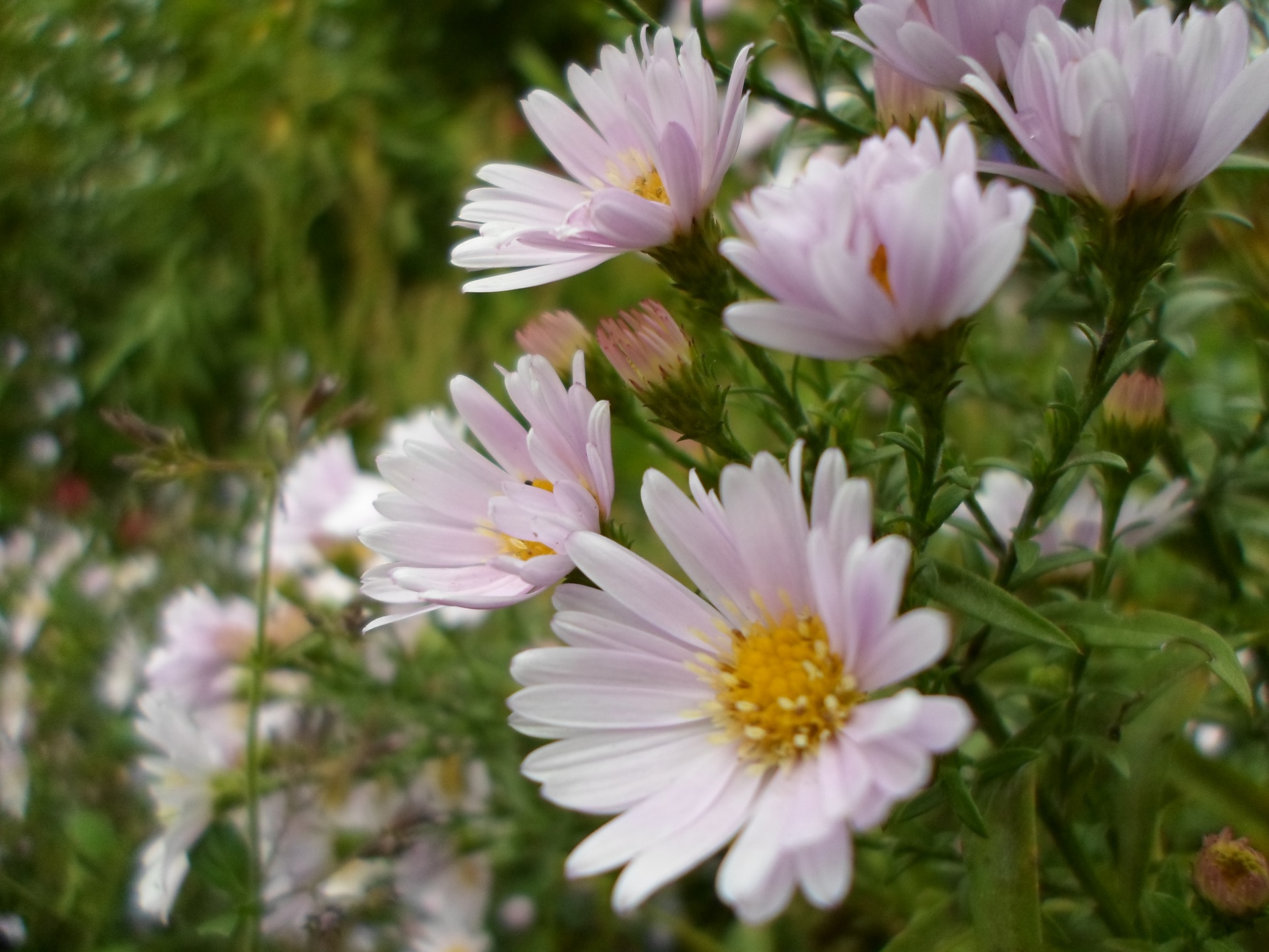 Balta,  Gėlės,  Balta,  Gėlė,  Žiedlapis,  Pistil,  Stiebas,  Geltona,  Žalias,  Lapija