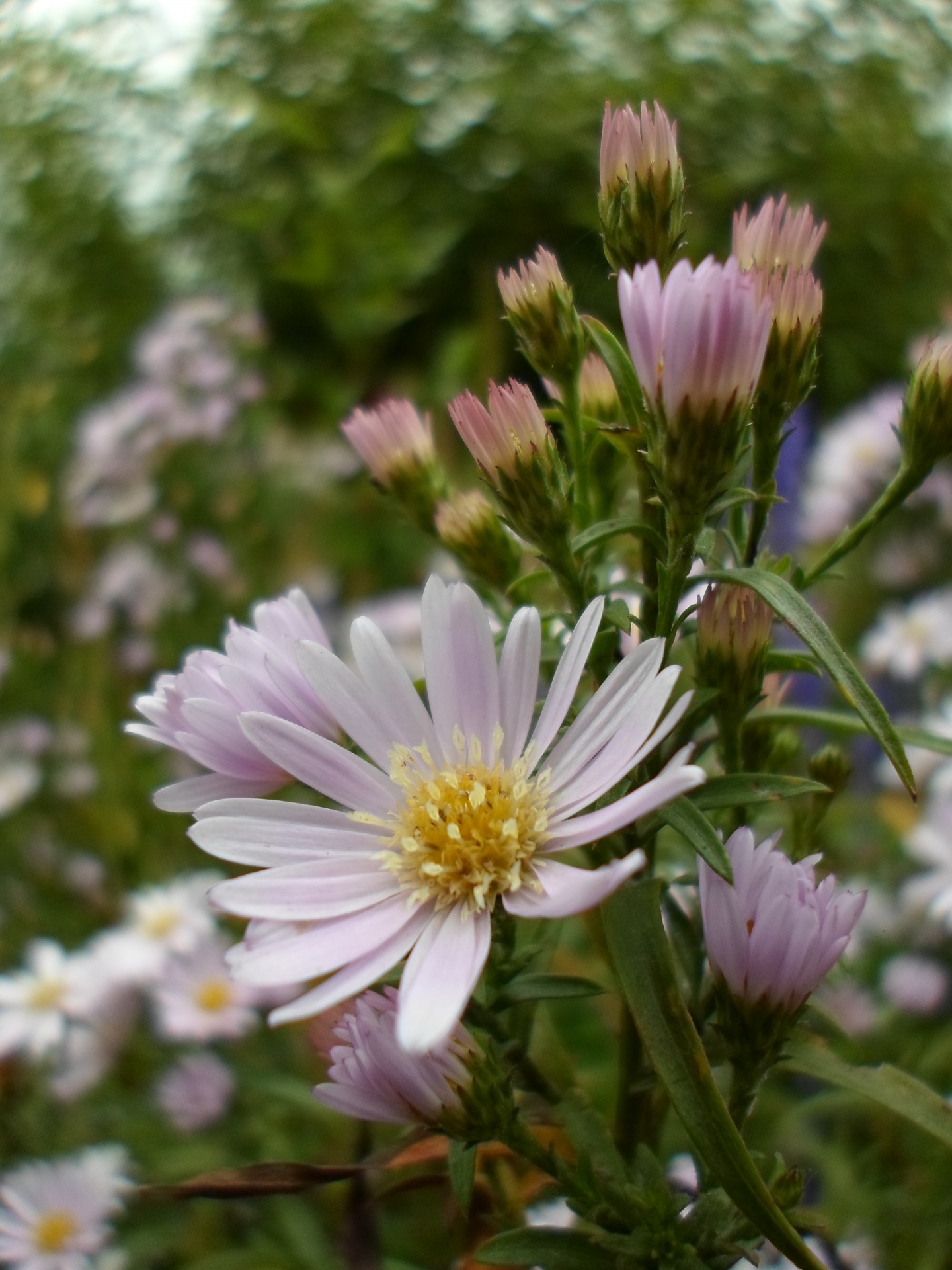 Balta,  Gėlės,  Balta,  Gėlė,  Žiedlapis,  Pistil,  Stiebas,  Geltona,  Žalias,  Lapija