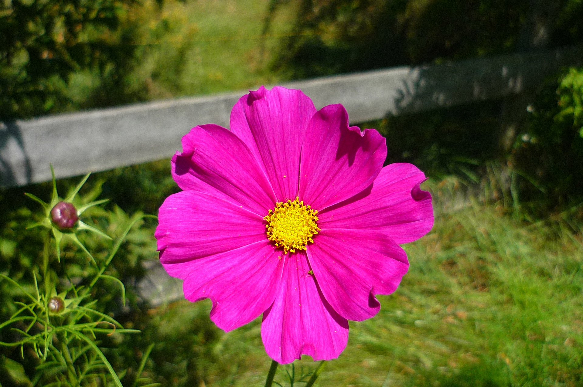 Violetinė & Nbsp,  Gėlė,  Cosmos & Nbsp,  Sonata,  Kosmoso Sonata Gėlė (1), Nemokamos Nuotraukos,  Nemokama Licenzija