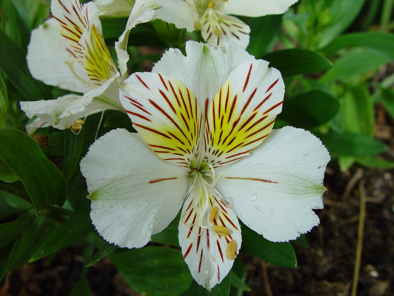 Fleur De Lis, Balta Raudona Geltona, Žydi, Gėlės, Lapai, Žalia Lapija, Lelija, Puokštė, Gamta, Botanika