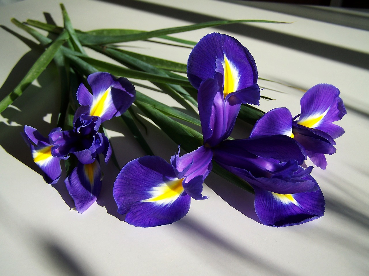 Fleur-De-Lis, Mėlynas, Pavasario Gėlė, Nemokamos Nuotraukos,  Nemokama Licenzija