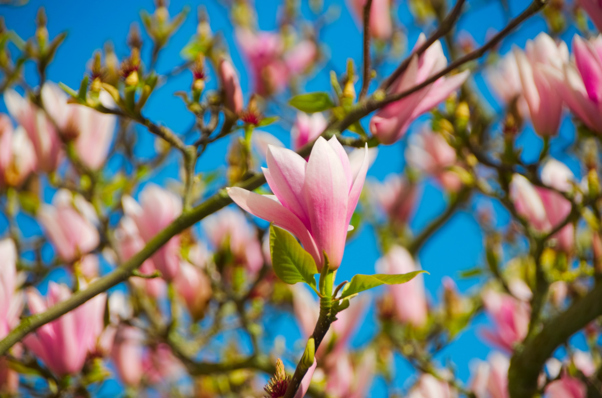 Gėlė,  Magnolijos,  Botanika,  Flora,  Žydi,  Pavasaris,  Medis,  Gamta,  Magnolija Gėlė., Nemokamos Nuotraukos