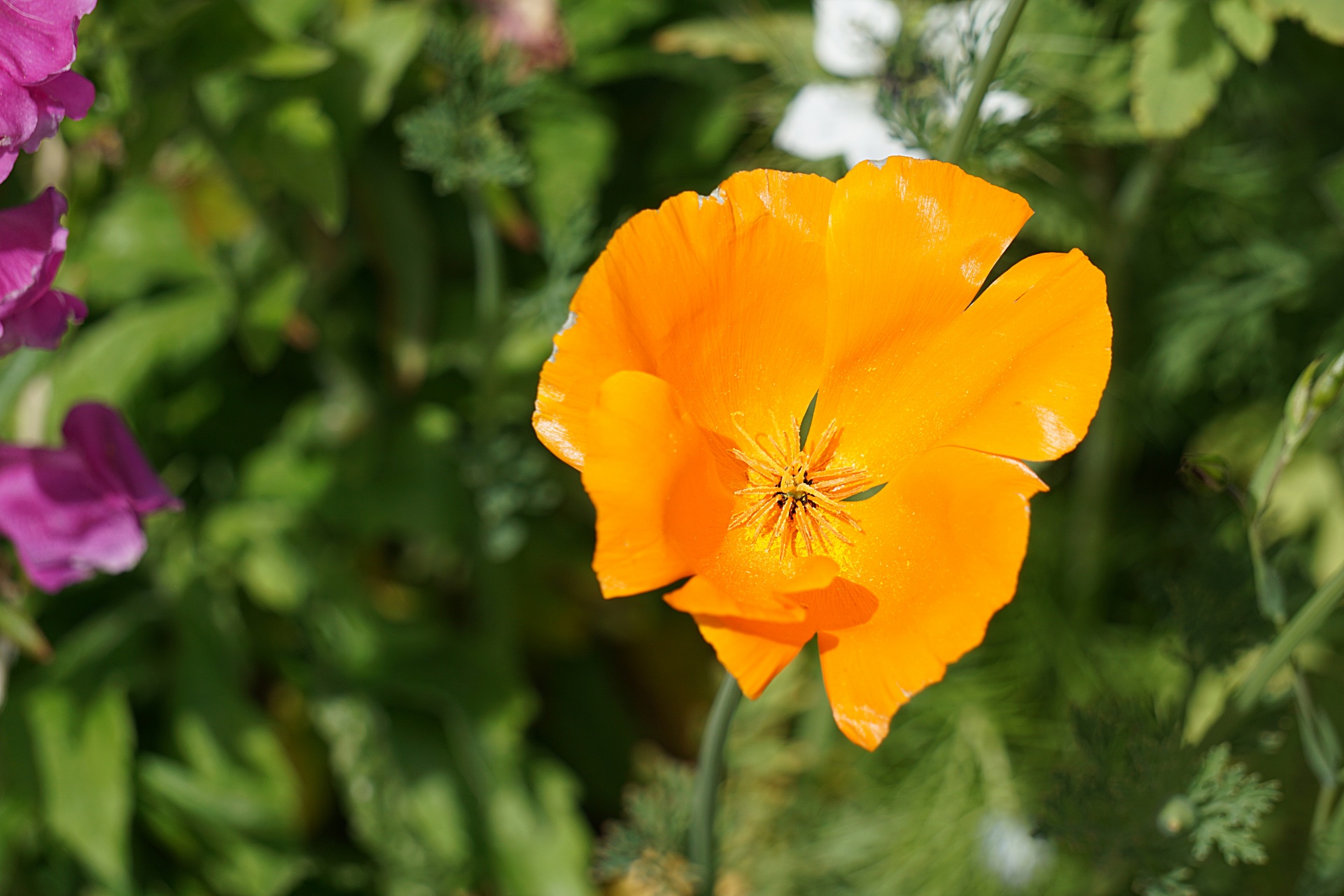 Aguona,  Gėlė,  Flora,  Žydėti,  Botanikos,  Žiedlapiai,  Spalvos,  Aguona, Nemokamos Nuotraukos,  Nemokama Licenzija