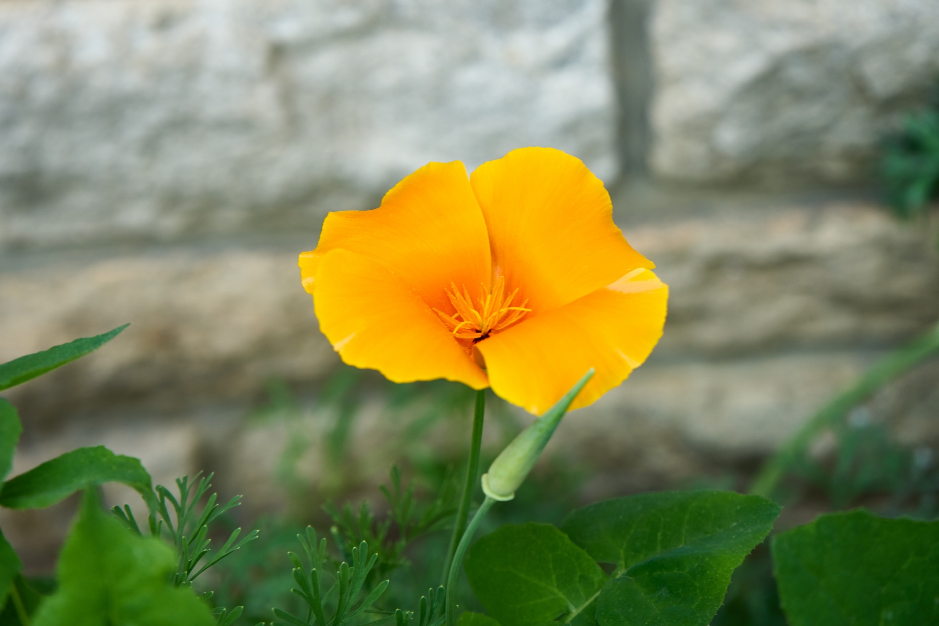 Gėlė,  Flora,  Gamta,  Botanika,  Aguona,  Augalai,  Žydi,  Spalvos,  Žiedlapiai,  Sodas