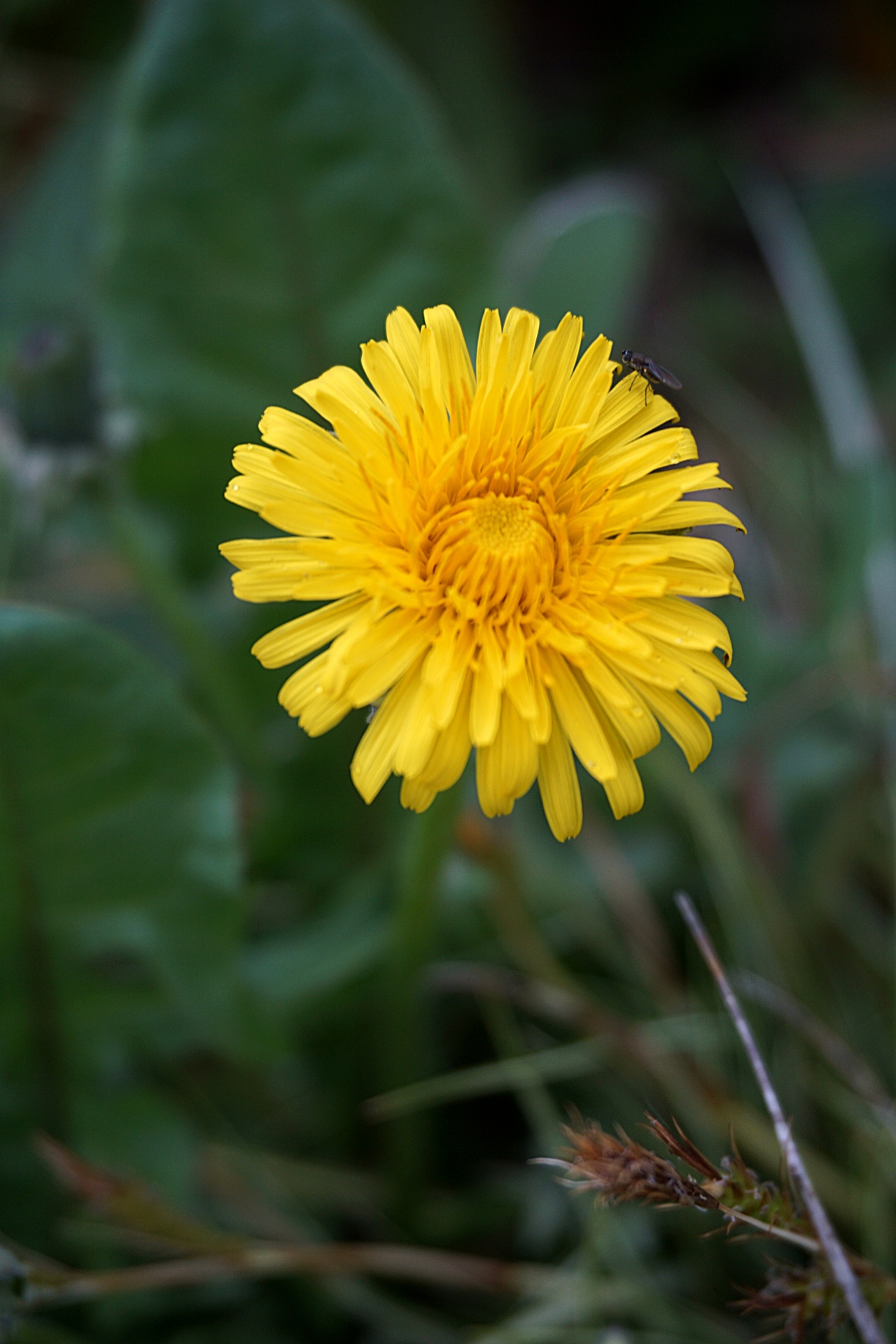 Kiaulpienė,  Flora,  Gėlė,  Botanika,  Šalis,  Gamta,  Kiaulpienis, Nemokamos Nuotraukos,  Nemokama Licenzija