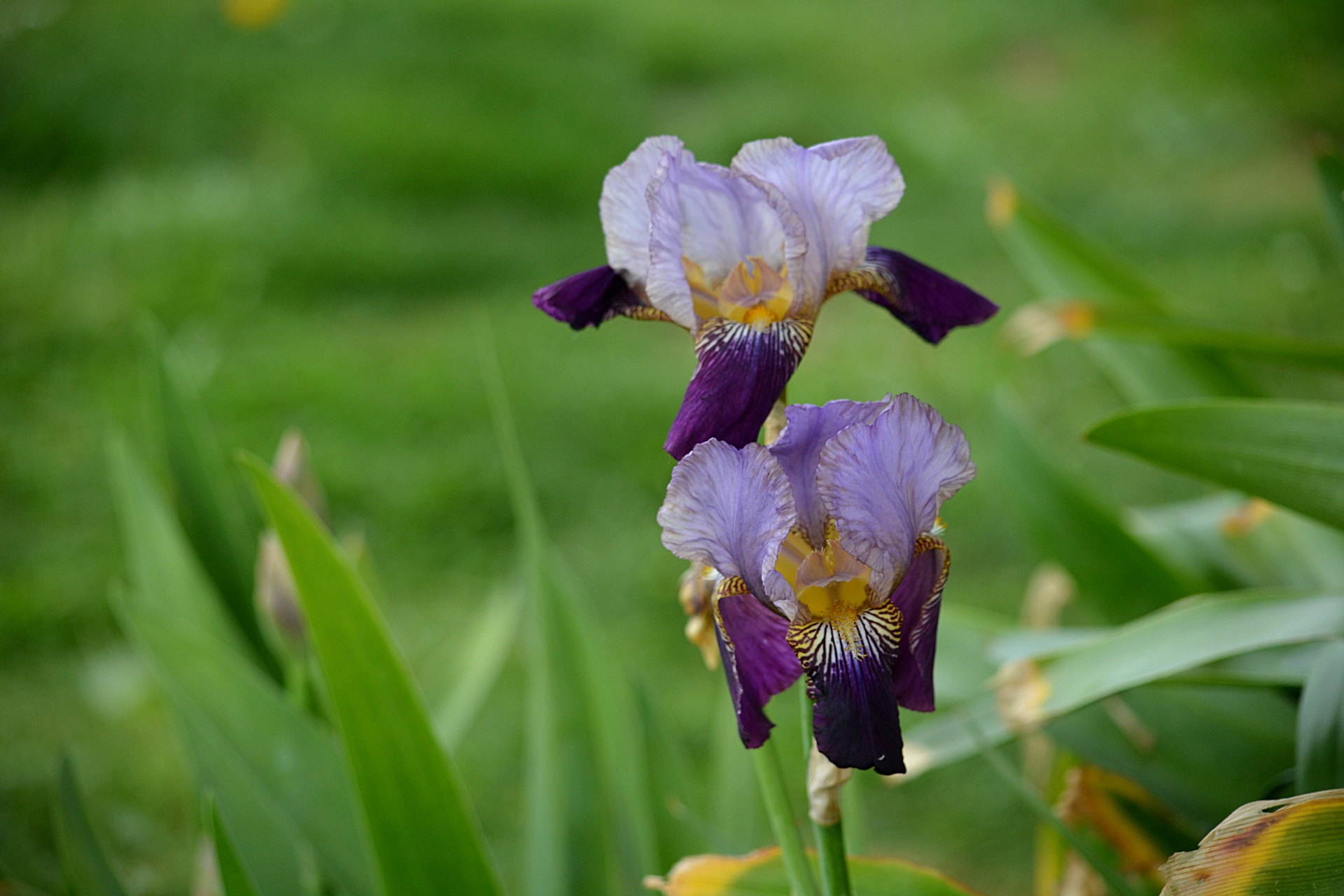 Gėlė,  Iris,  Flora,  Botanikos,  Sodas,  Gamta,  Orijų Gėlė, Nemokamos Nuotraukos,  Nemokama Licenzija