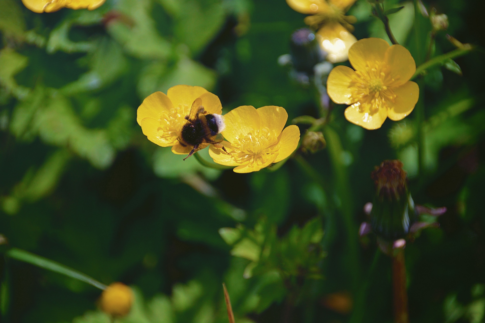 Gėlės,  Kamanė,  Vabzdžių & Nbsp,  Maisto Ruošimas,  Flora,  Fauna,  Gamta,  Geltonos Spalvos & Nbsp,  Gėlės,  Gėlių Ir Kamanių