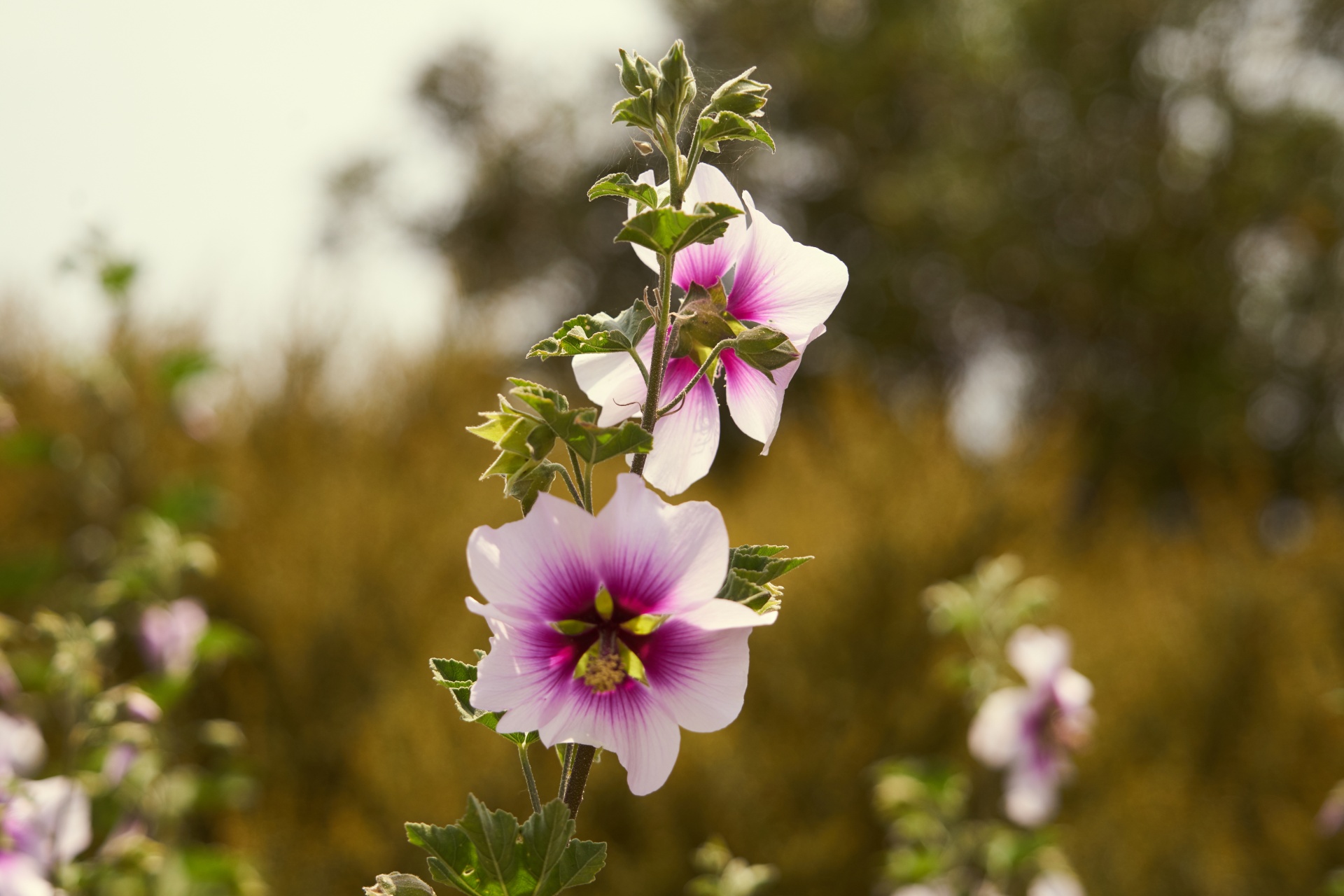 Hibiscus,  Gėlė,  Flora,  Botanikos,  Žydi,  Vasara,  Sodas,  Sodininkystė,  Žiedlapiai,  Kvapai