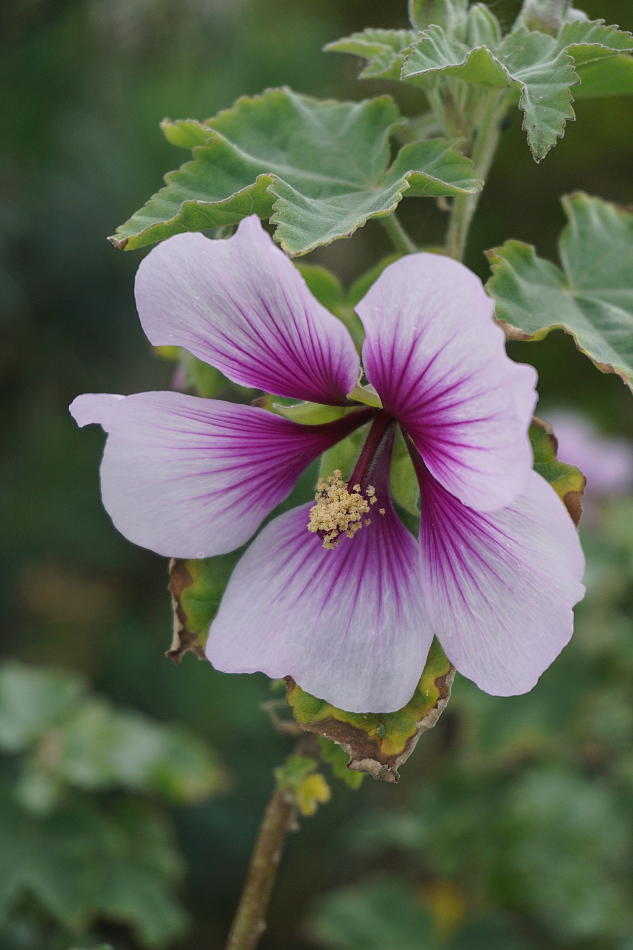 Hibiscus,  Flora,  Botanika,  Žydėti,  Gamta,  Sodas,  Vasara,  Hibiscus Gėlė, Nemokamos Nuotraukos,  Nemokama Licenzija