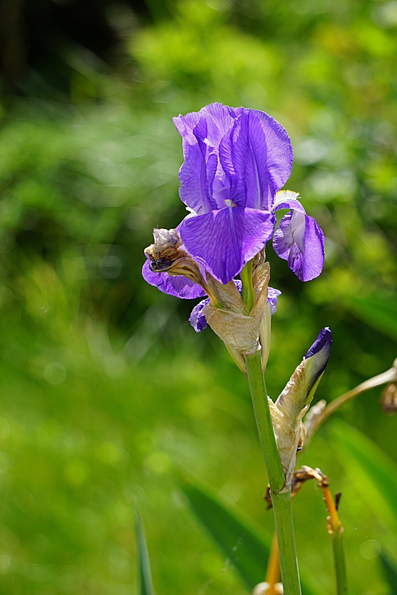 Gėlė,  Iris,  Mėlynas,  Flora,  Botanikos,  Žydi,  Sodas,  Vasara,  Orijų Gėlė, Nemokamos Nuotraukos