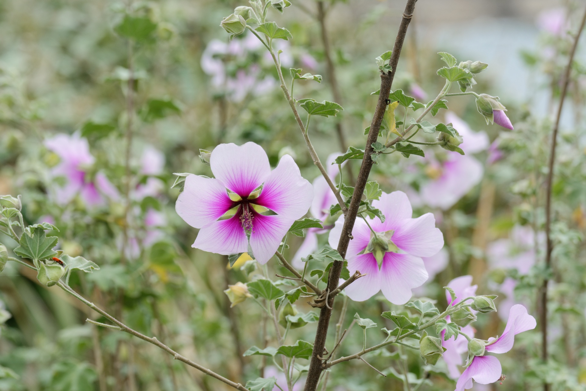 Gėlė,  Hibiscus,  Flora,  Botanika,  Žiedlapiai,  Sodas,  Sodininkystė,  Augalas,  Gamta,  Gėlių Hibiscus Veislė