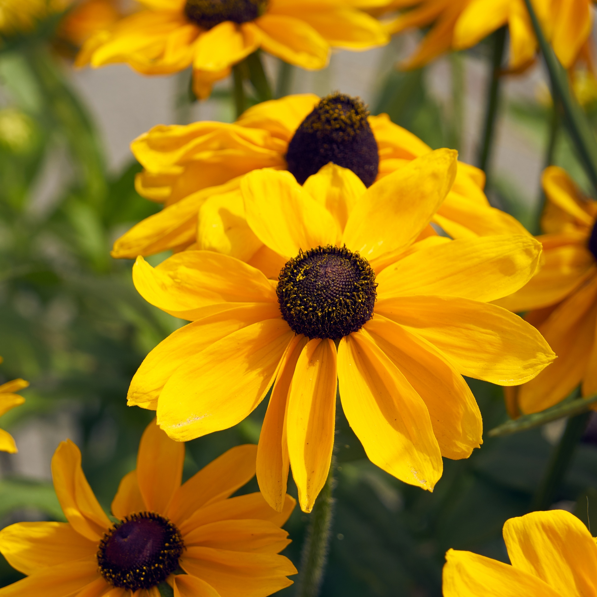 Gėlė,  Flora,  Sodas,  Gamta,  Botanika,  Sezonai,  Geltonos Spalvos & Nbsp,  Žiedlapiai,  Rudbeckia,  Gėlių