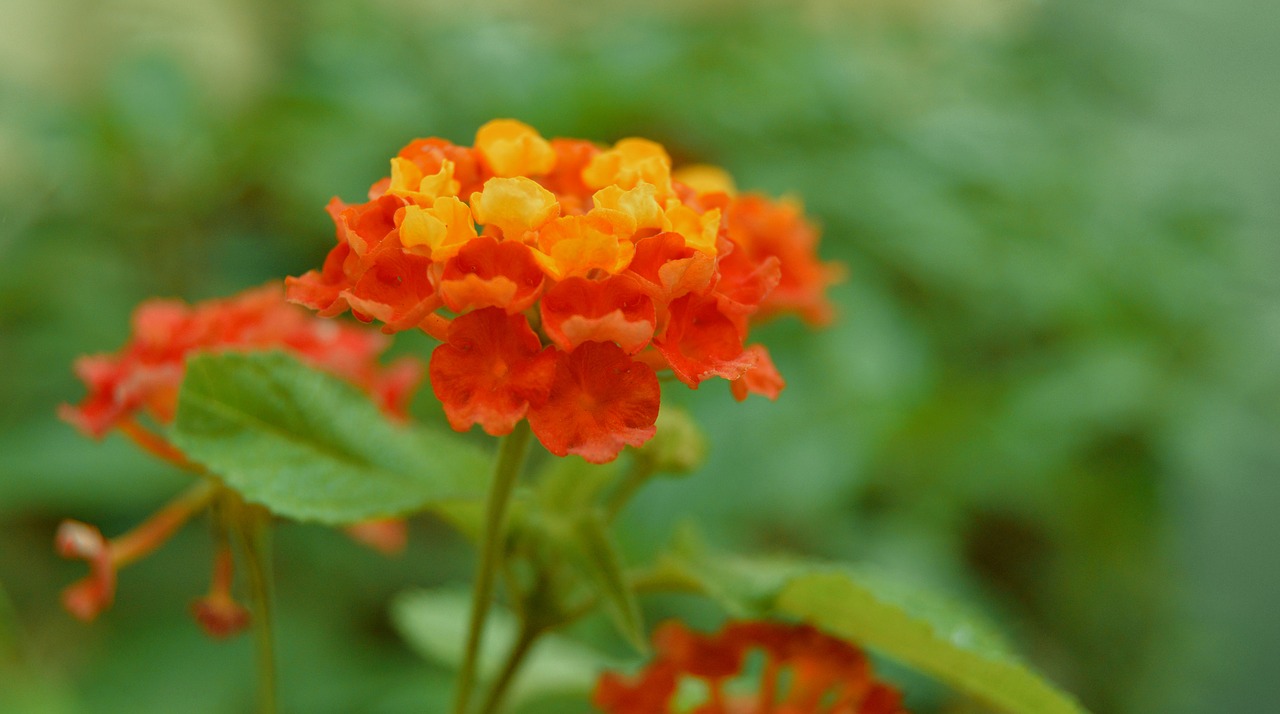 Fleure, Sodas, Geltonos Gėlės, Raudona, Geltona, Sodo Gėlės, Flora, Gėlės, Gėlė, Nemokamos Nuotraukos