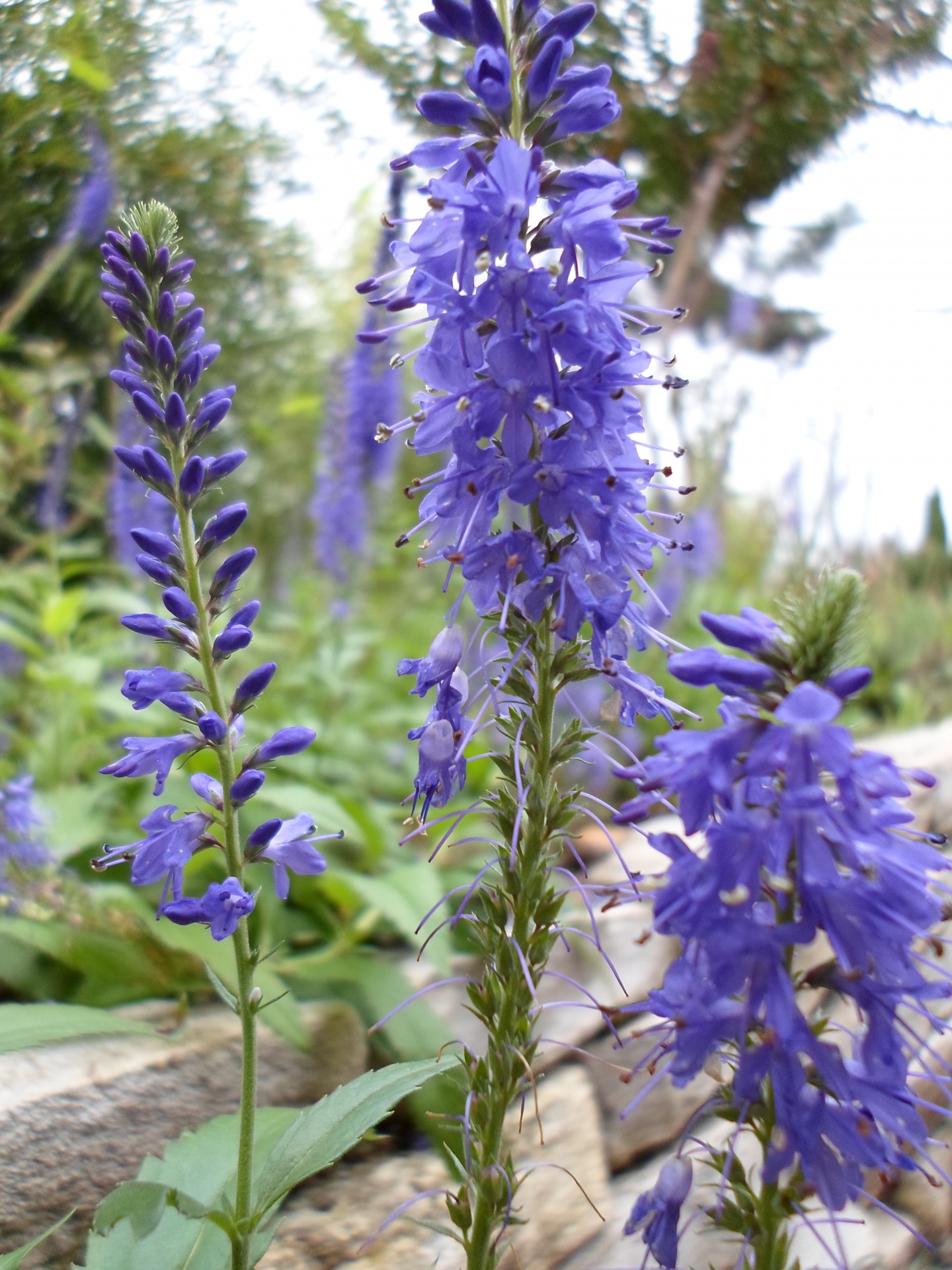 Violetinė,  Mėlynas,  Gėlė,  Violetinė,  Alyva,  Žiedlapis,  Tvirtas,  Pistil,  Saulė,  Žalias