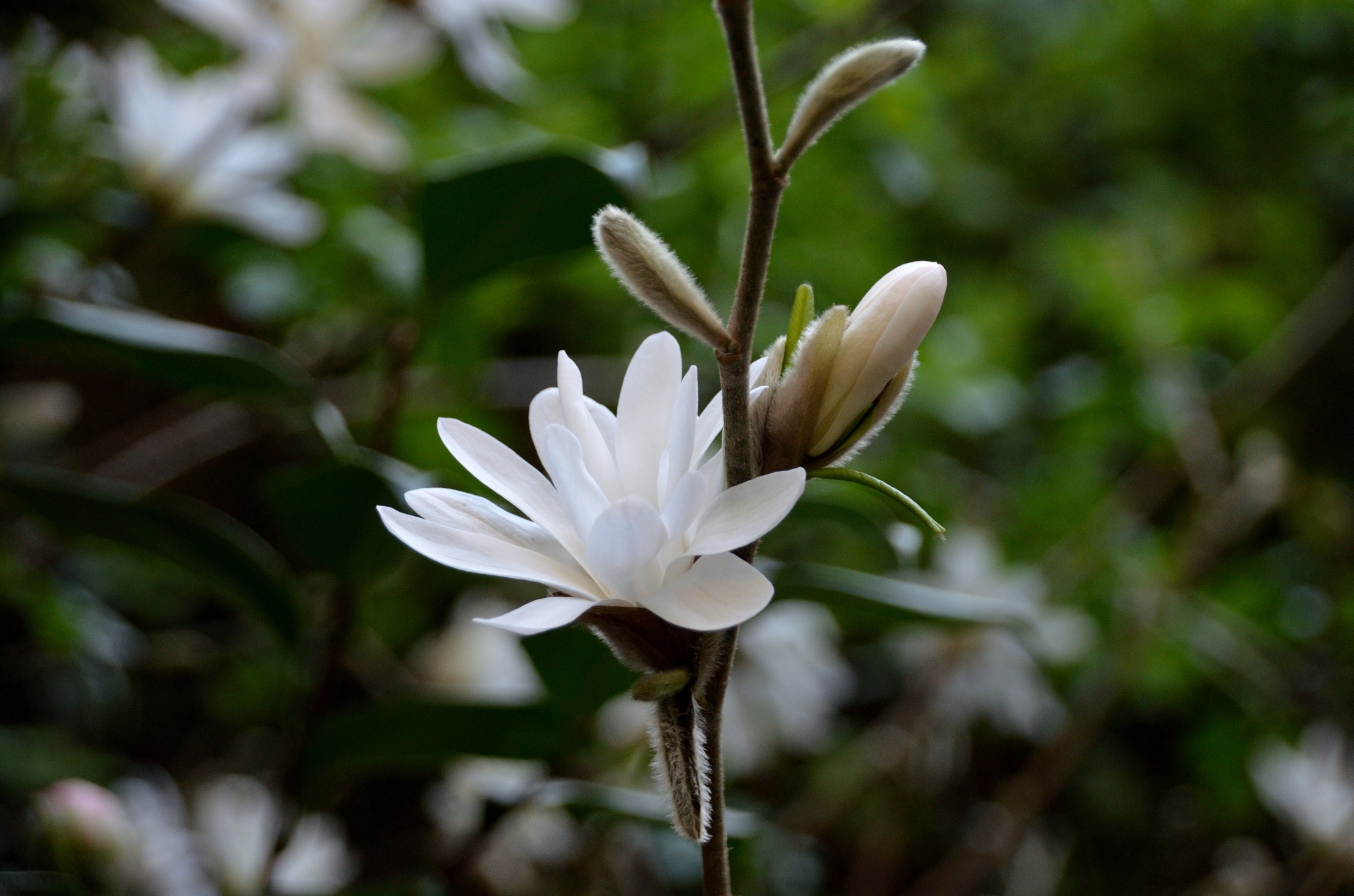 Magnolijos,  Gėlės,  Flora,  Botanikos,  Balta & Nbsp,  Gėlės,  Pavasaris,  Gamta,  Botanika,  Žiedlapiai