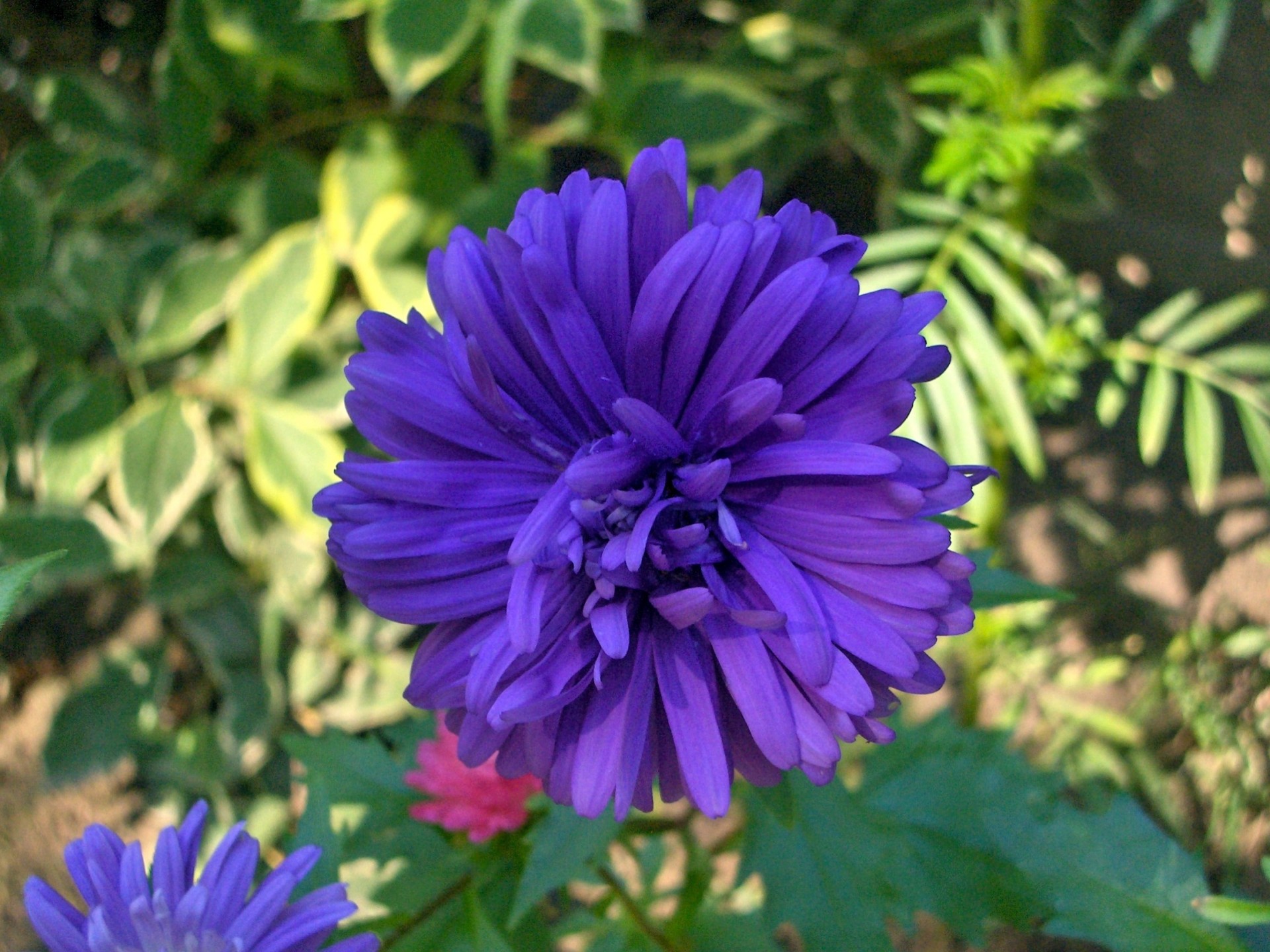 Gėlė,  Mėlynas,  Gėlės Iš Mano Sodo (1), Nemokamos Nuotraukos,  Nemokama Licenzija