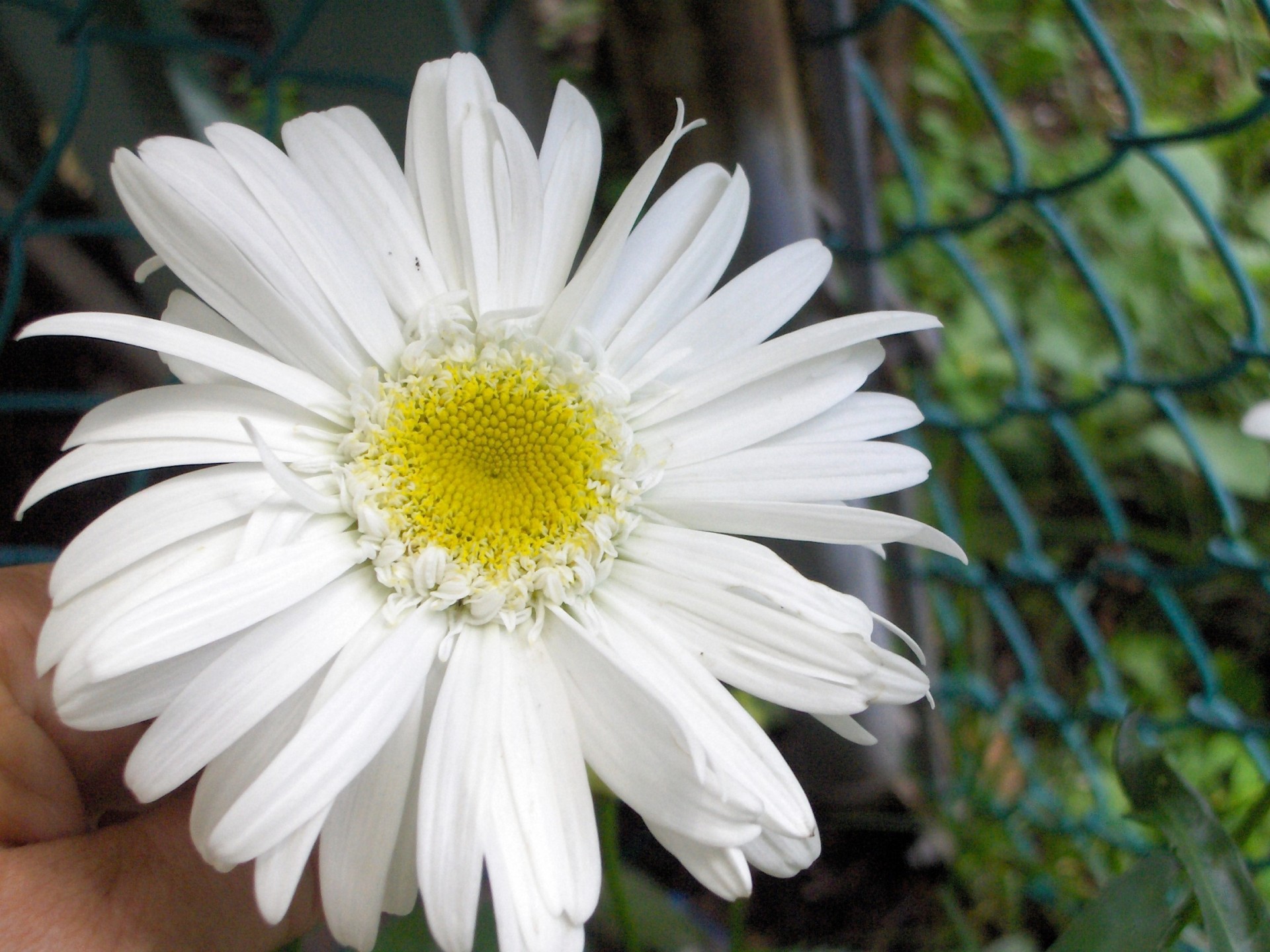 Gėlė,  Balta,  Gamta,  Gėlės Iš Mano Sodo (35), Nemokamos Nuotraukos,  Nemokama Licenzija
