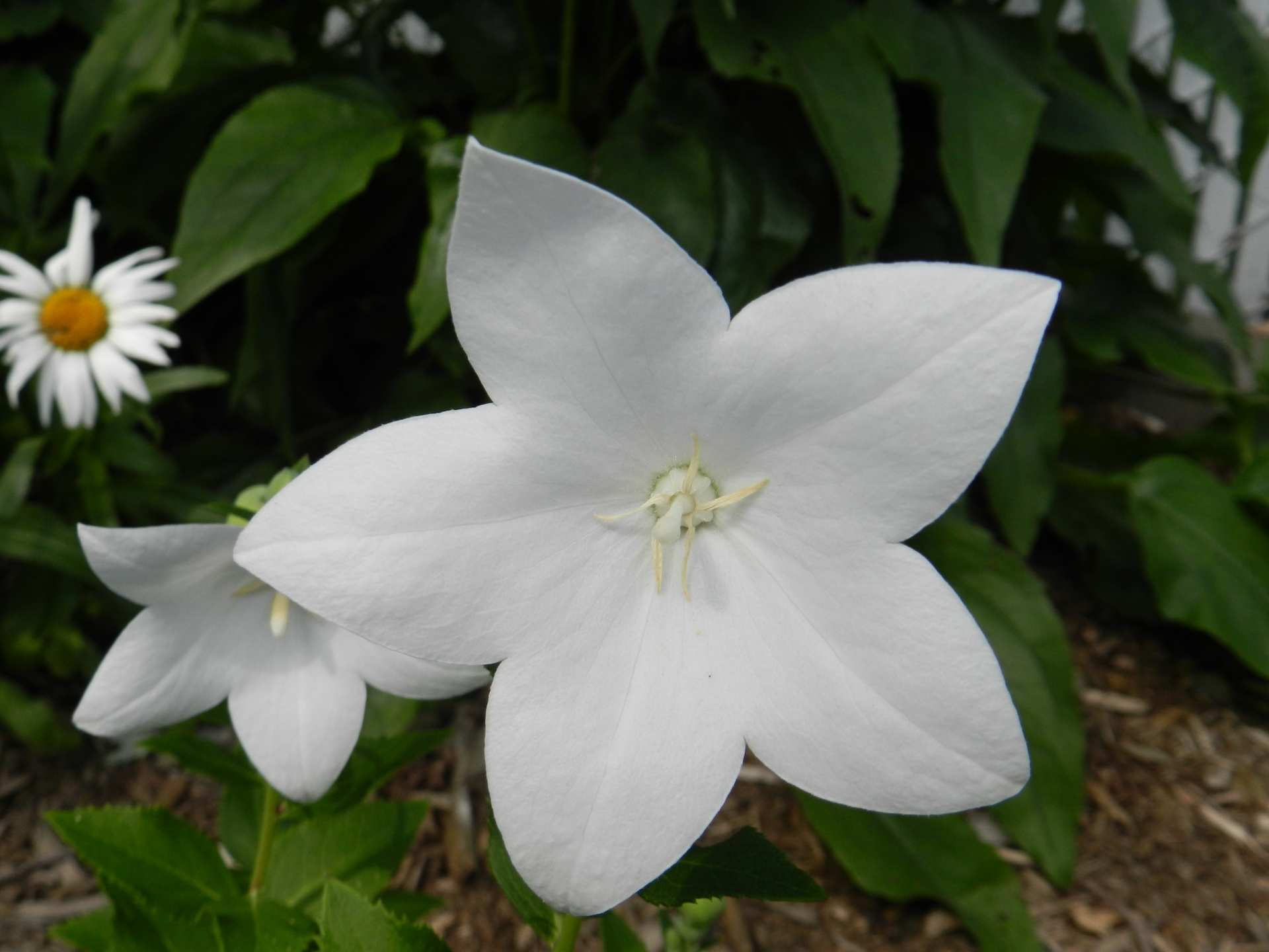 Gėlės,  Balta,  Geliu Lova,  Gamta,  Gėlės Iš Mano Sodo (55), Nemokamos Nuotraukos,  Nemokama Licenzija