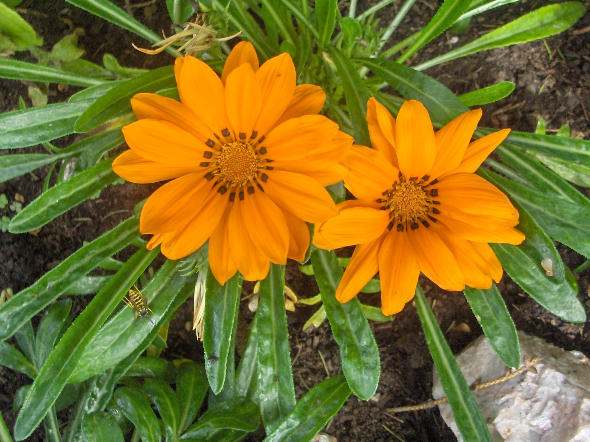 Gėlės,  Oranžinė,  Gėlės Iš Mano Sodo (9), Nemokamos Nuotraukos,  Nemokama Licenzija