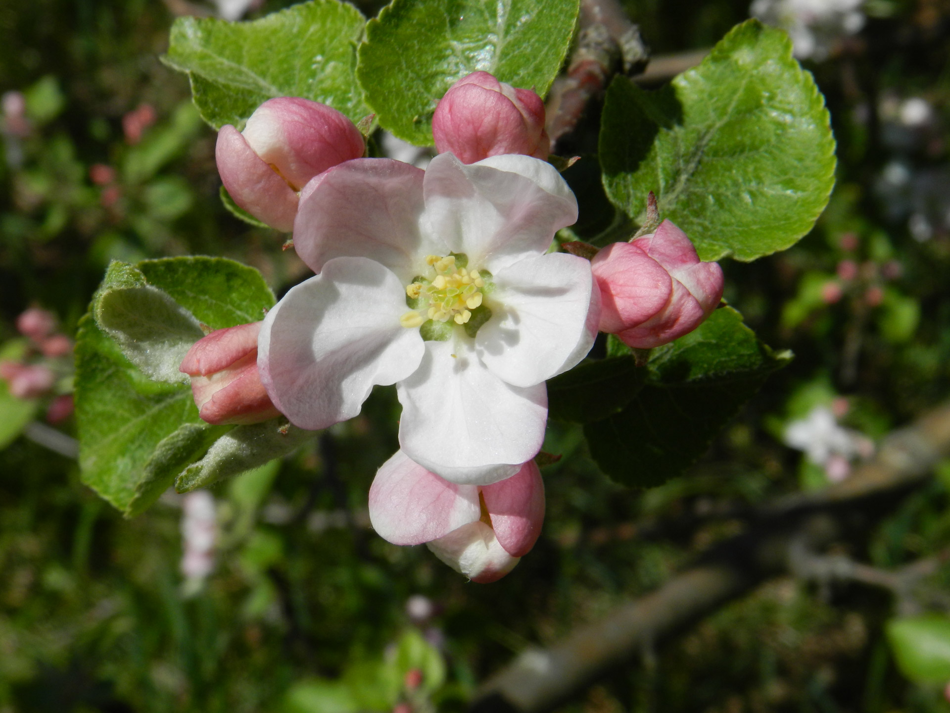 Цветен е. Westadale Apple Blossom. Apple Blossom. Тысячелистник Эппл блоссом. Блоссом перевод.