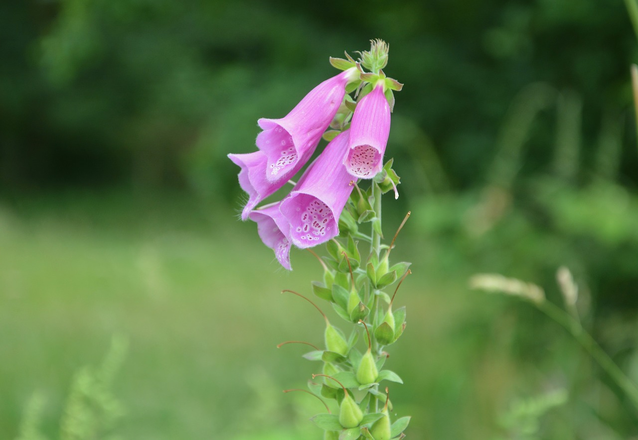 Fleurs Des Champs, Rožinis, Žalias, Gamta, Spalva Rožinė, Gėlė, Žydėjimas, Pavasaris, Nemokamos Nuotraukos,  Nemokama Licenzija