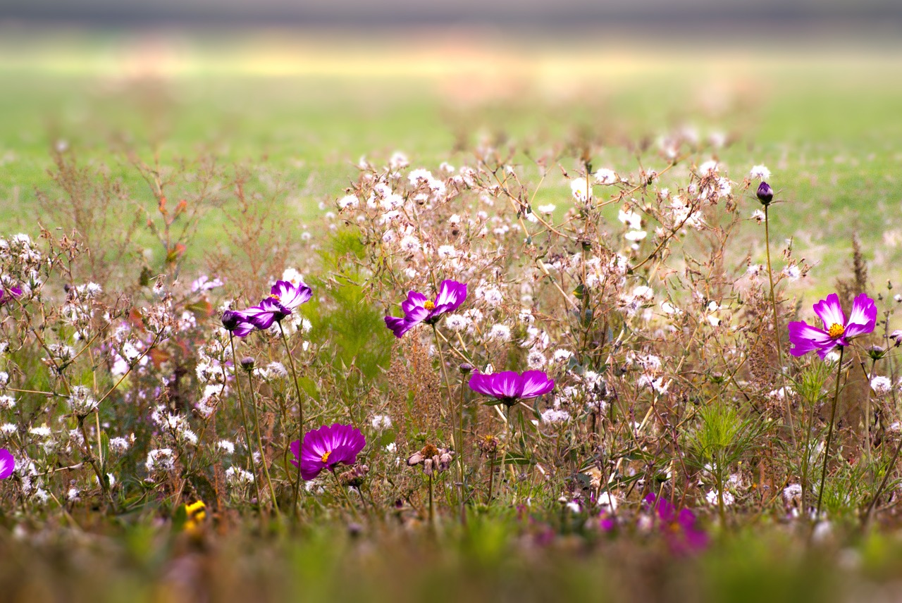 Fleurs Des Champs, Gėlės, Pavasaris, Laukas, Laukai, Žydėjimas, Ryškiai Spalvos, Nemokamos Nuotraukos,  Nemokama Licenzija