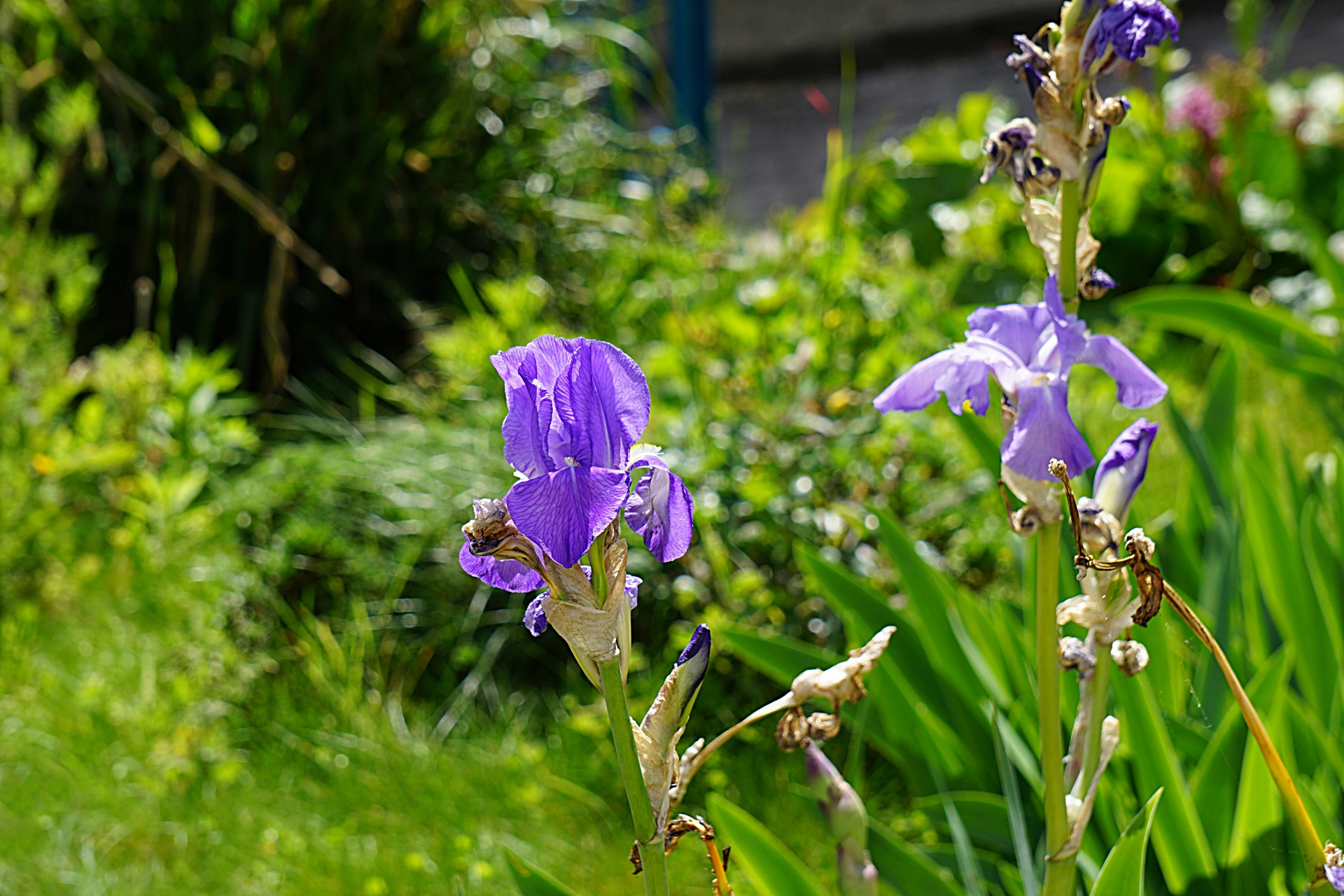 Iris,  Flora,  Botanikos,  Žydėti,  Sodas,  Mėlynas,  Gamta,  Augalai,  Ore Gėlės, Nemokamos Nuotraukos